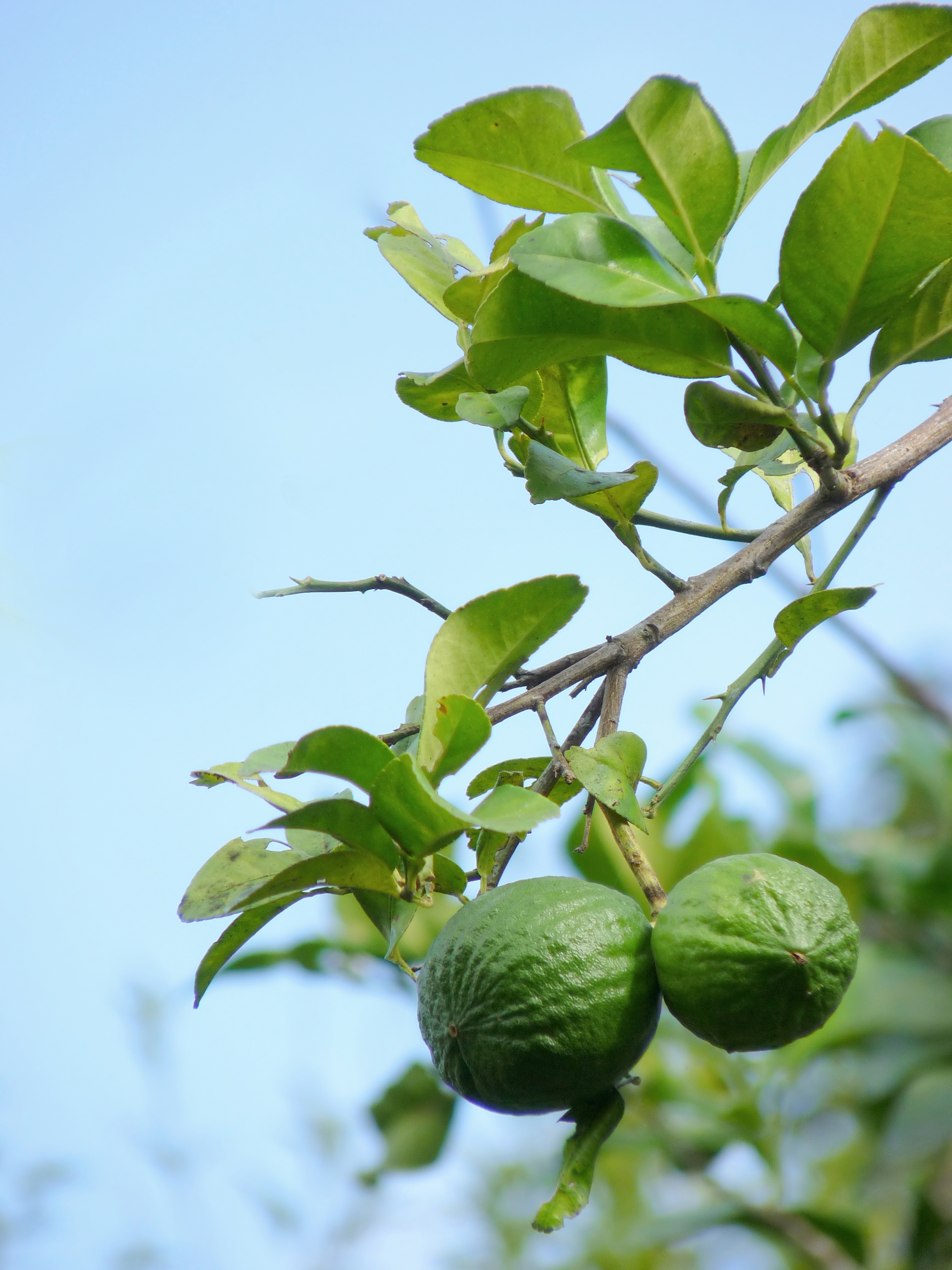 Lime flower identification view