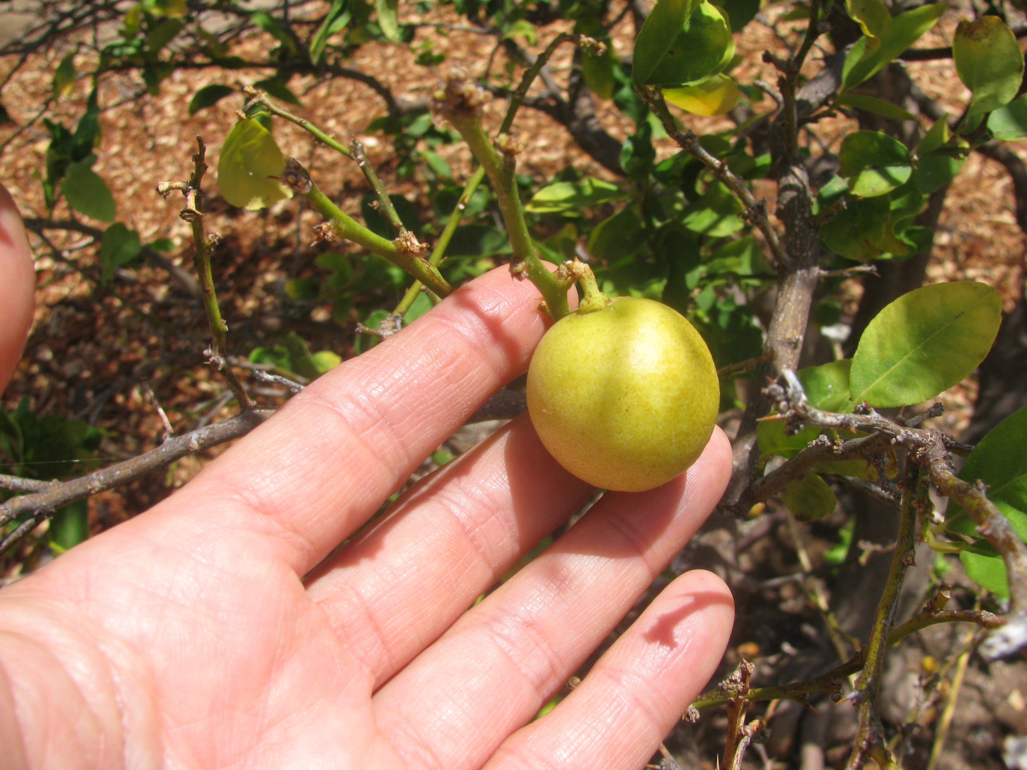 Lime fruit identification view