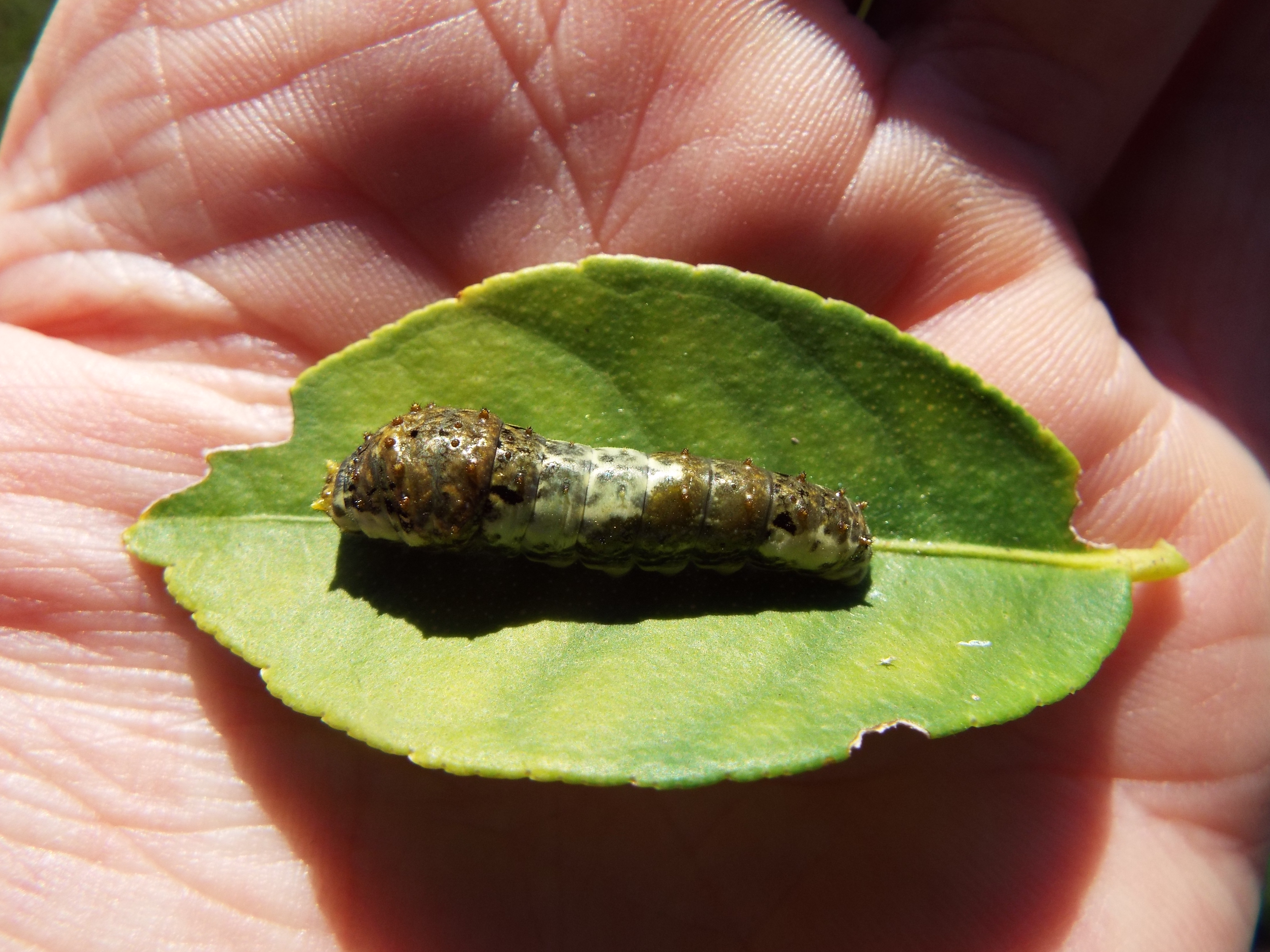 Lime leaf identification view