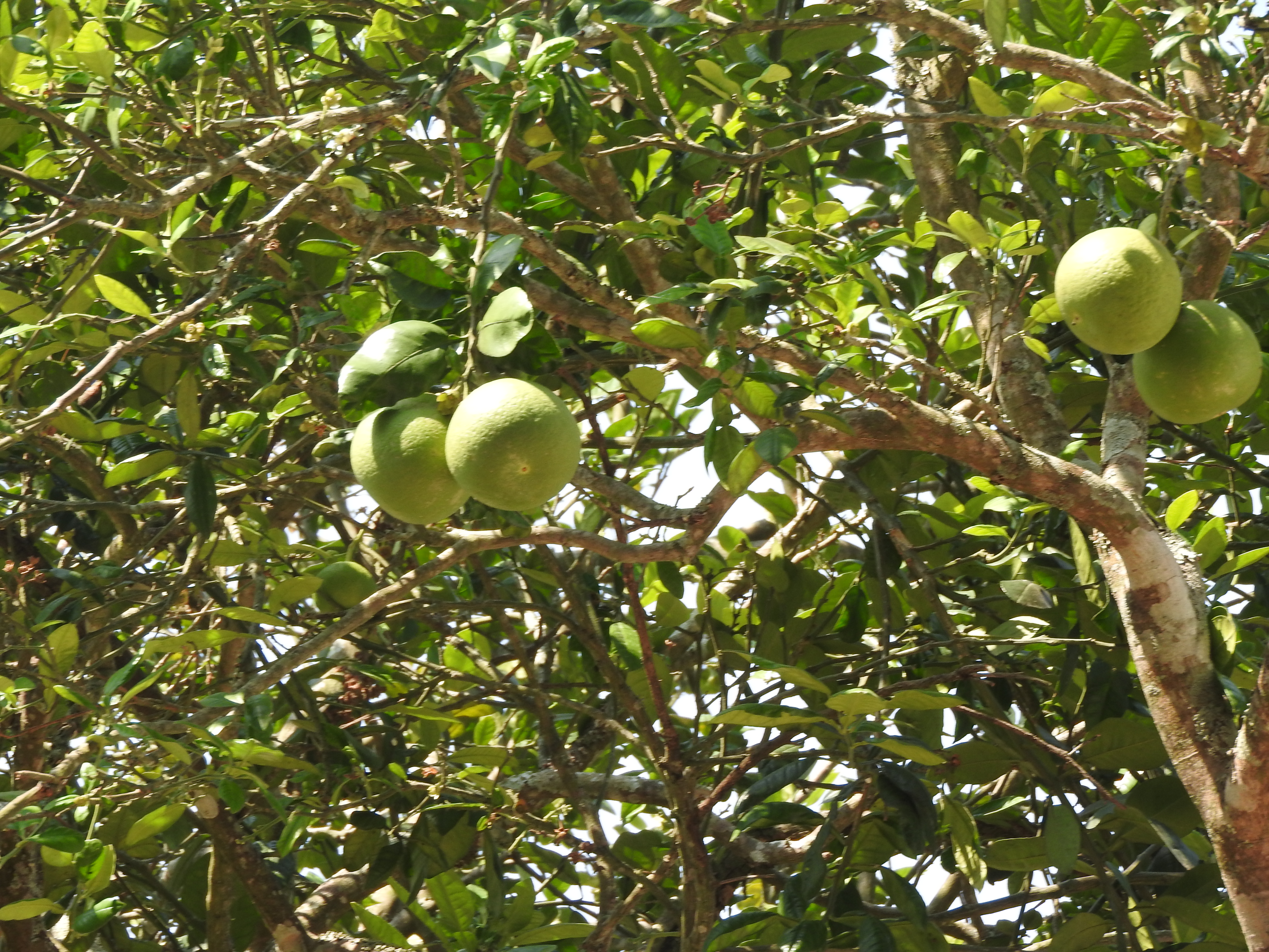 Lime plant identification view