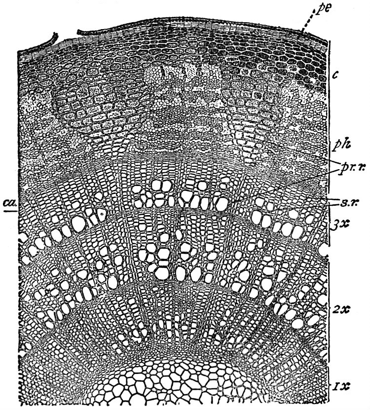 Lime stem identification view