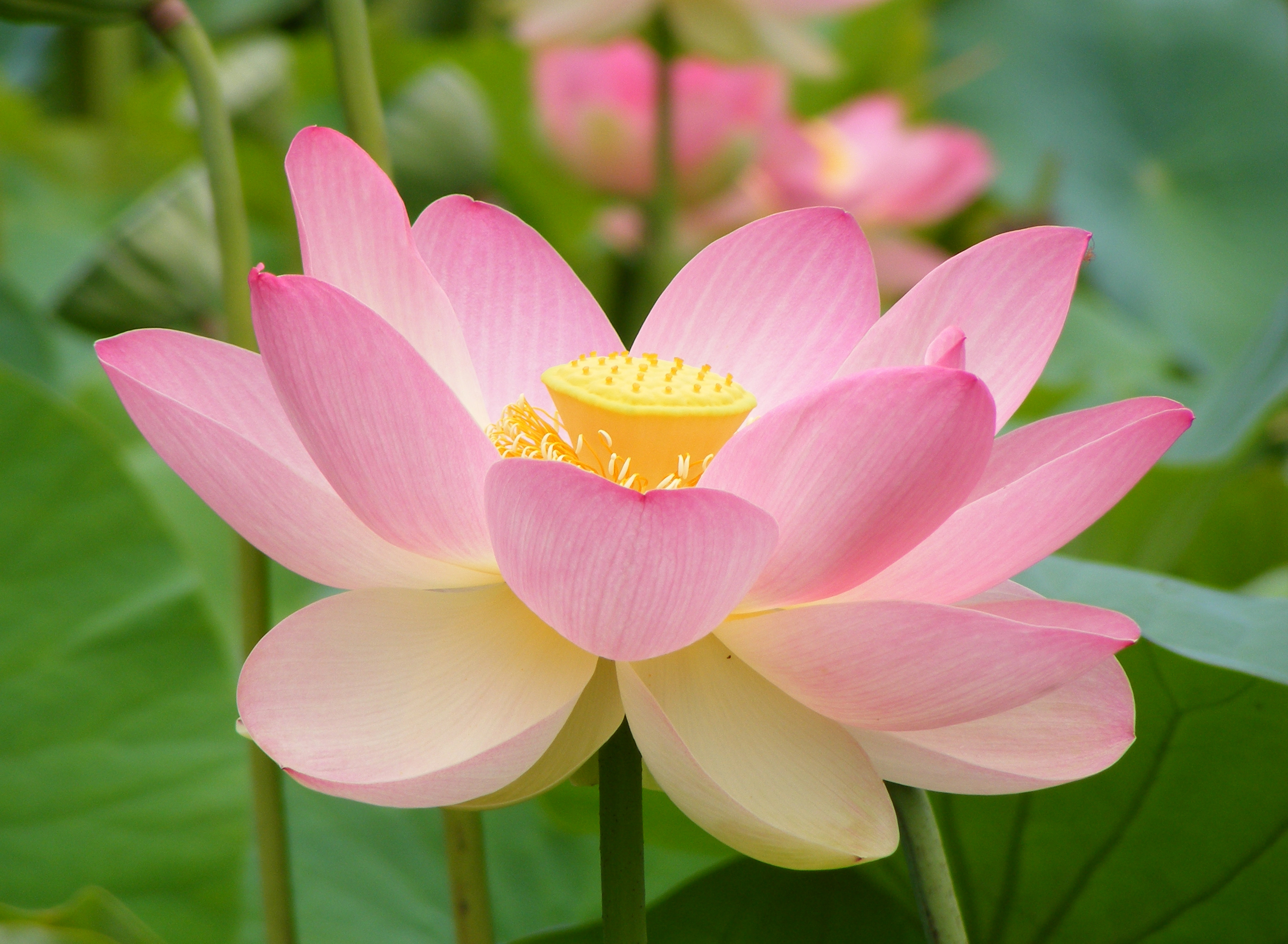 Lotus flower identification view