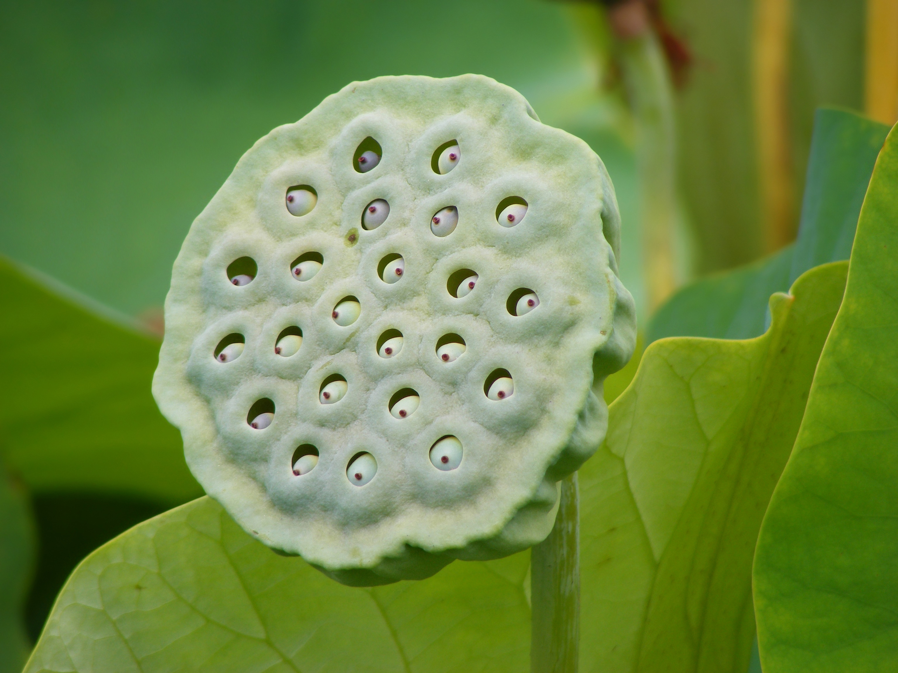 Lotus fruit identification view