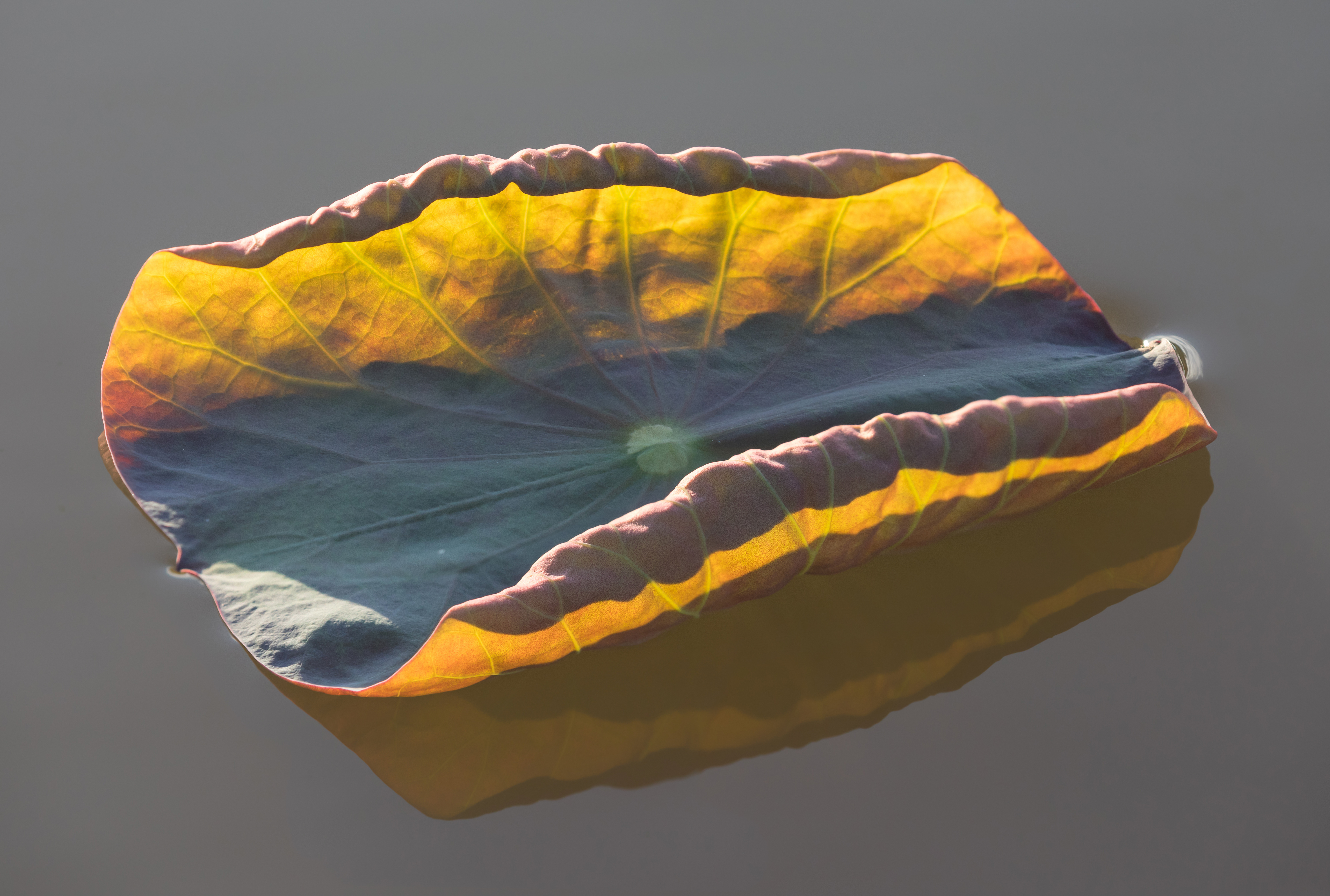 Lotus leaf identification view