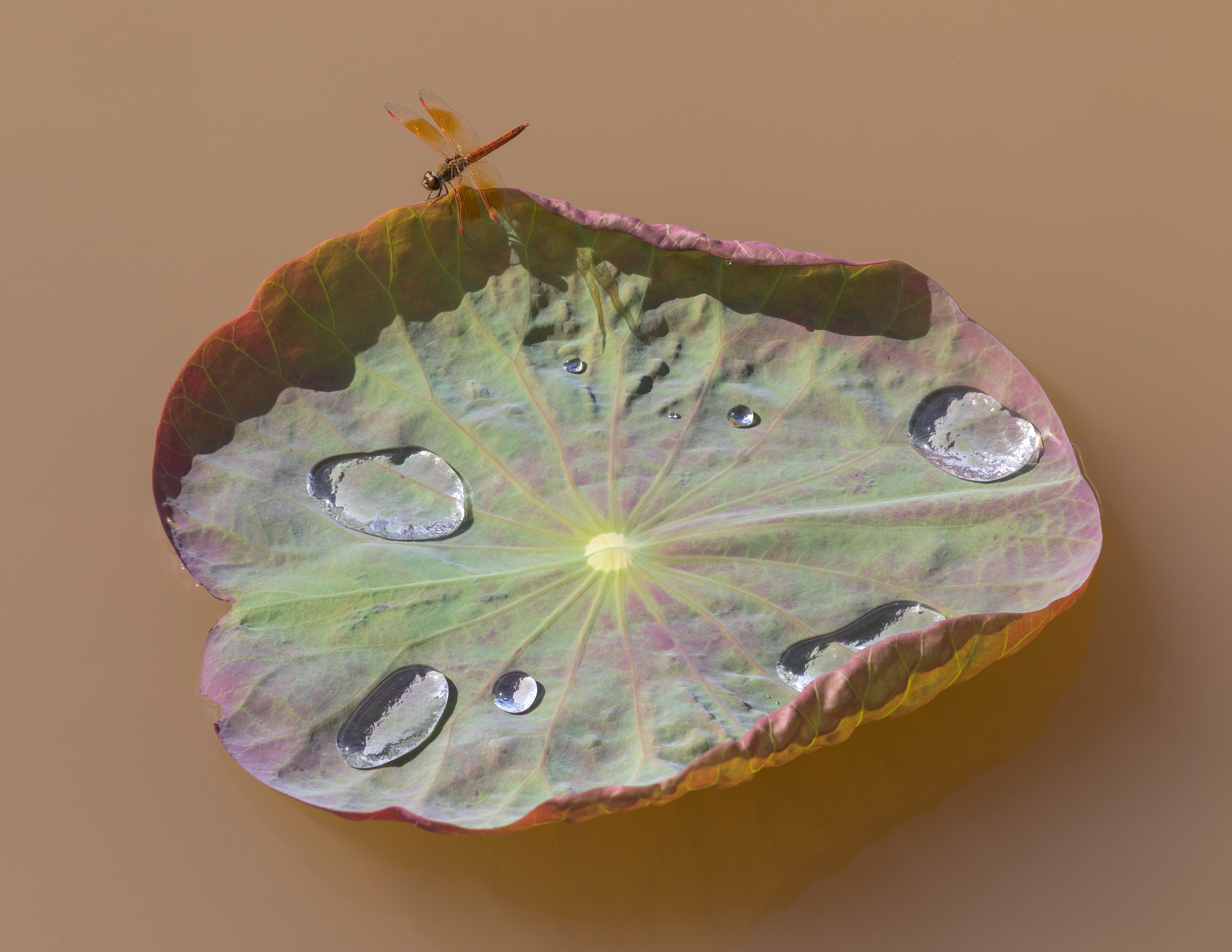 Lotus plant identification view