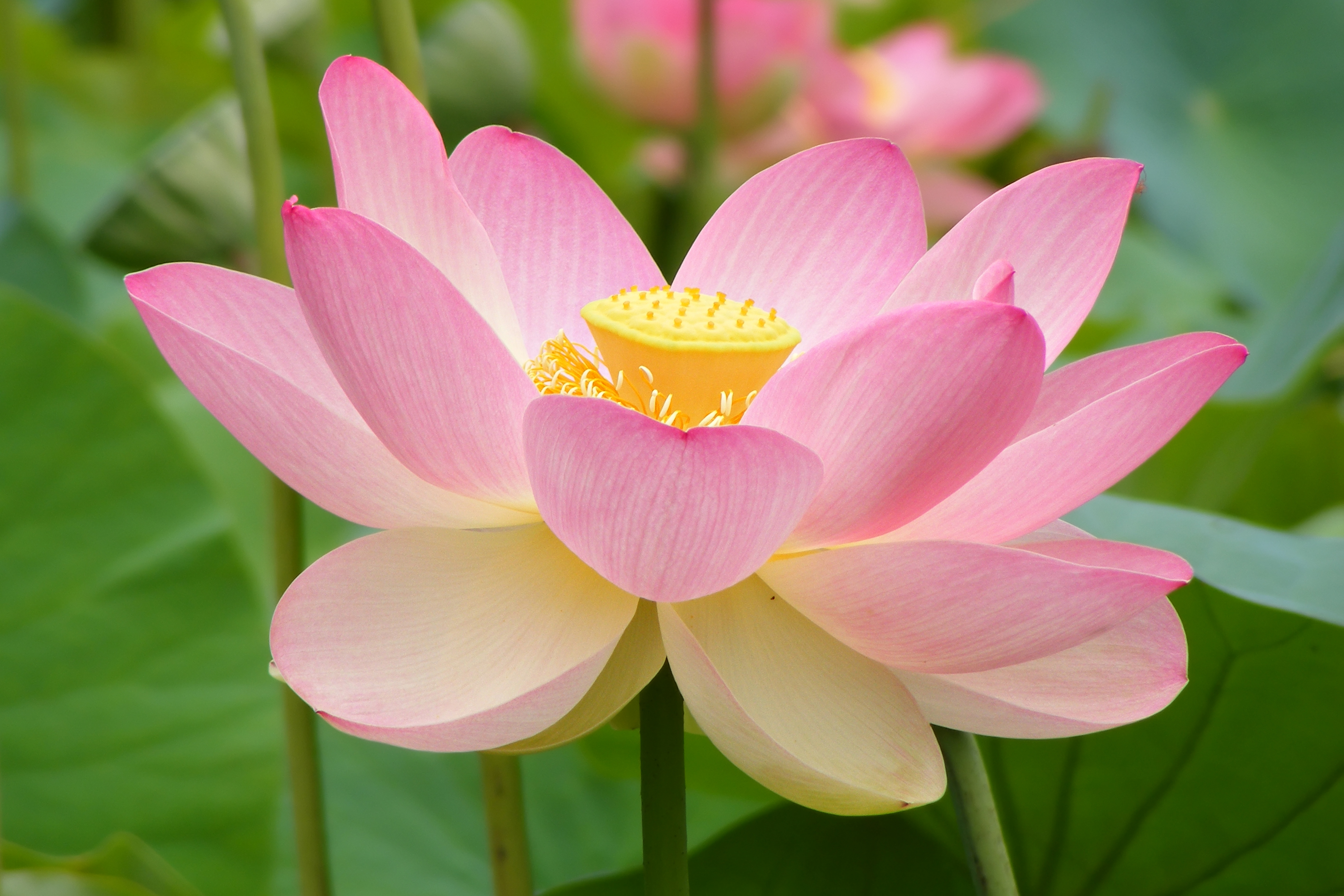 Lotus stem identification view