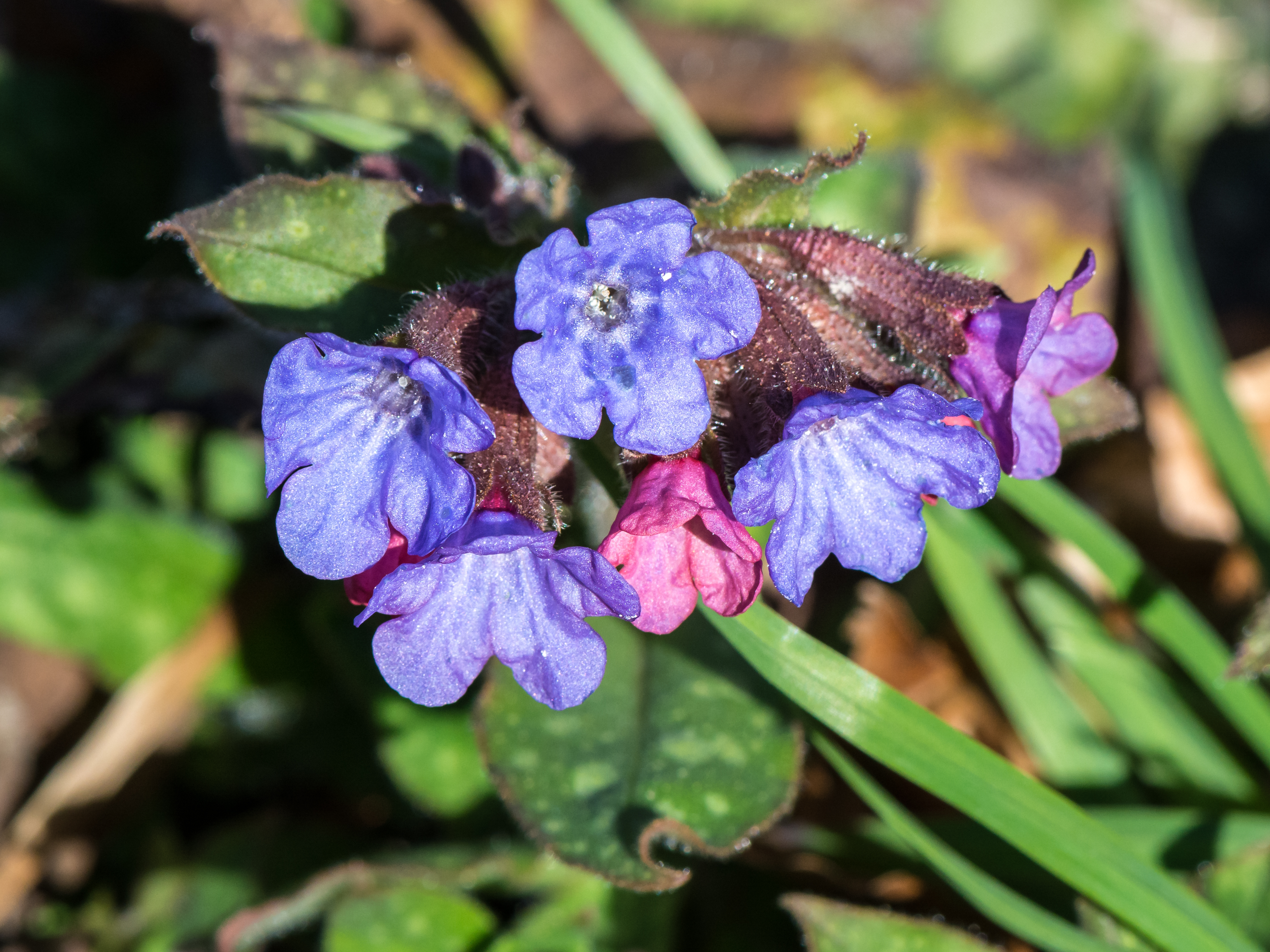 Lungwort flower identification view