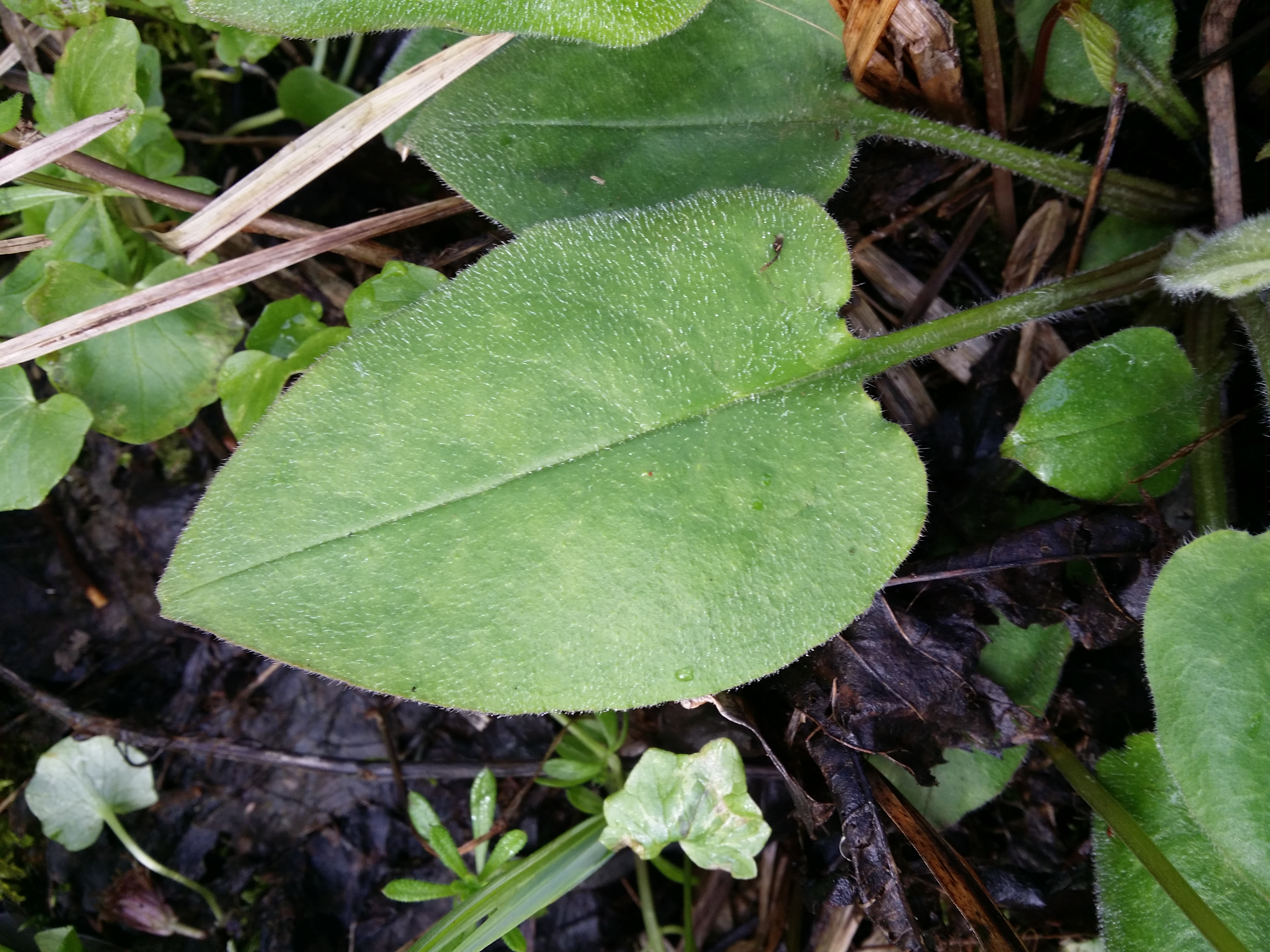 Lungwort leaf identification view