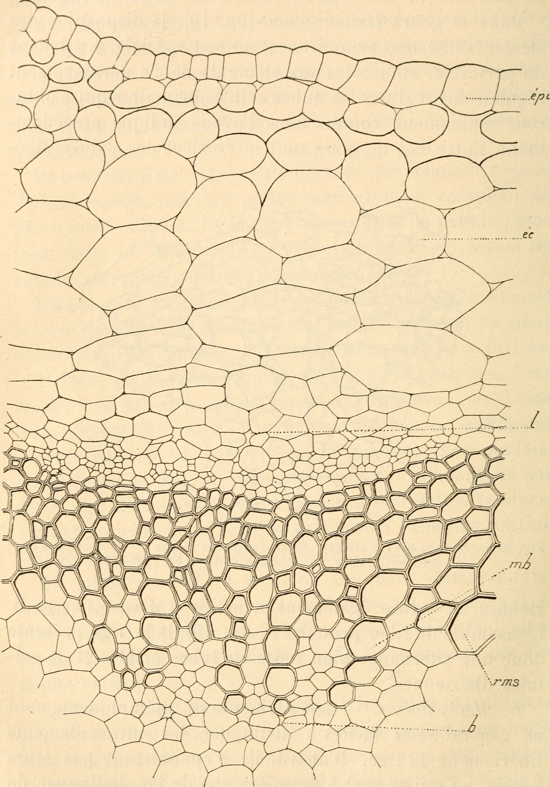 Lungwort stem identification view