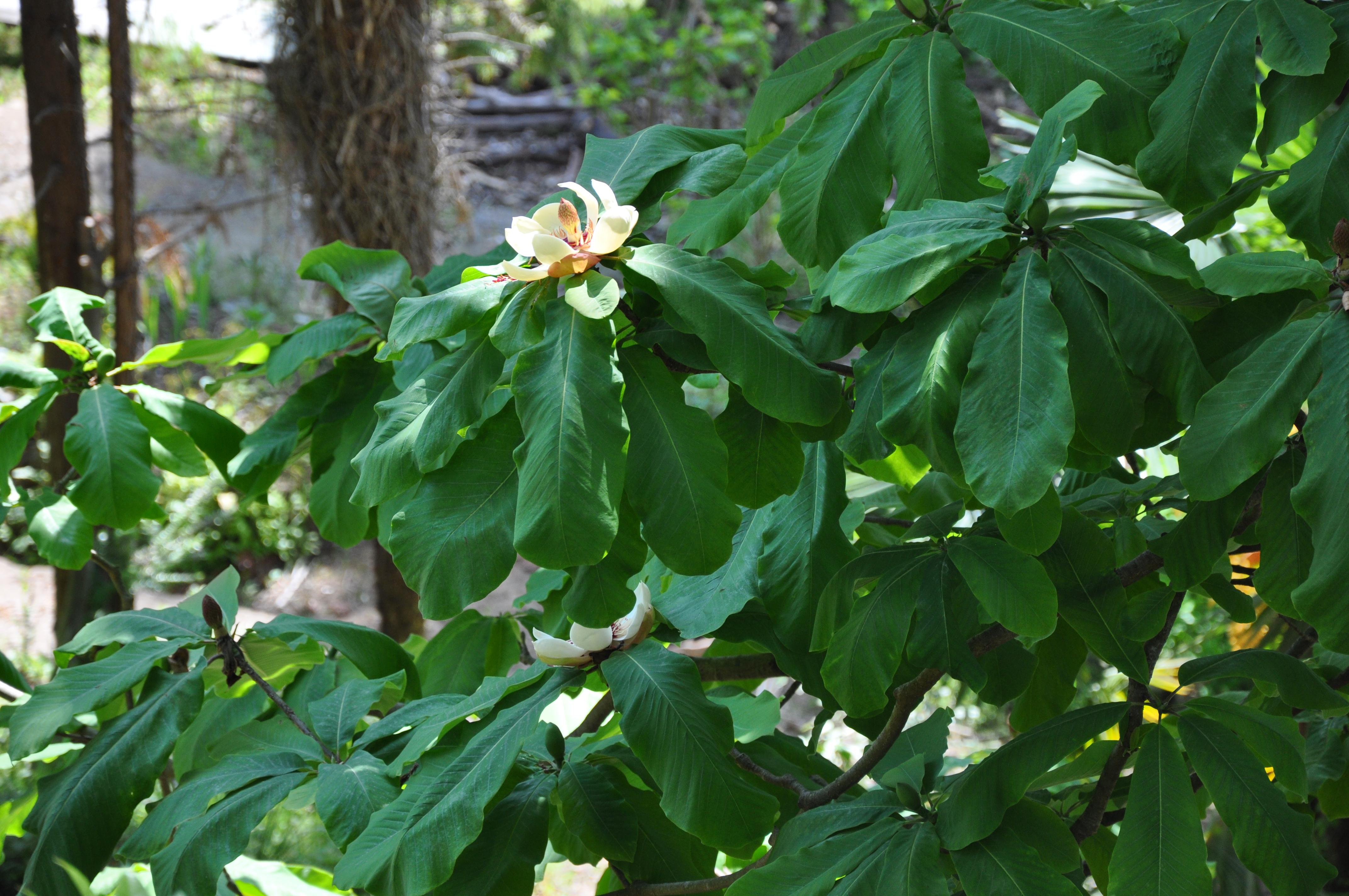 Magnolia-bark flower identification view