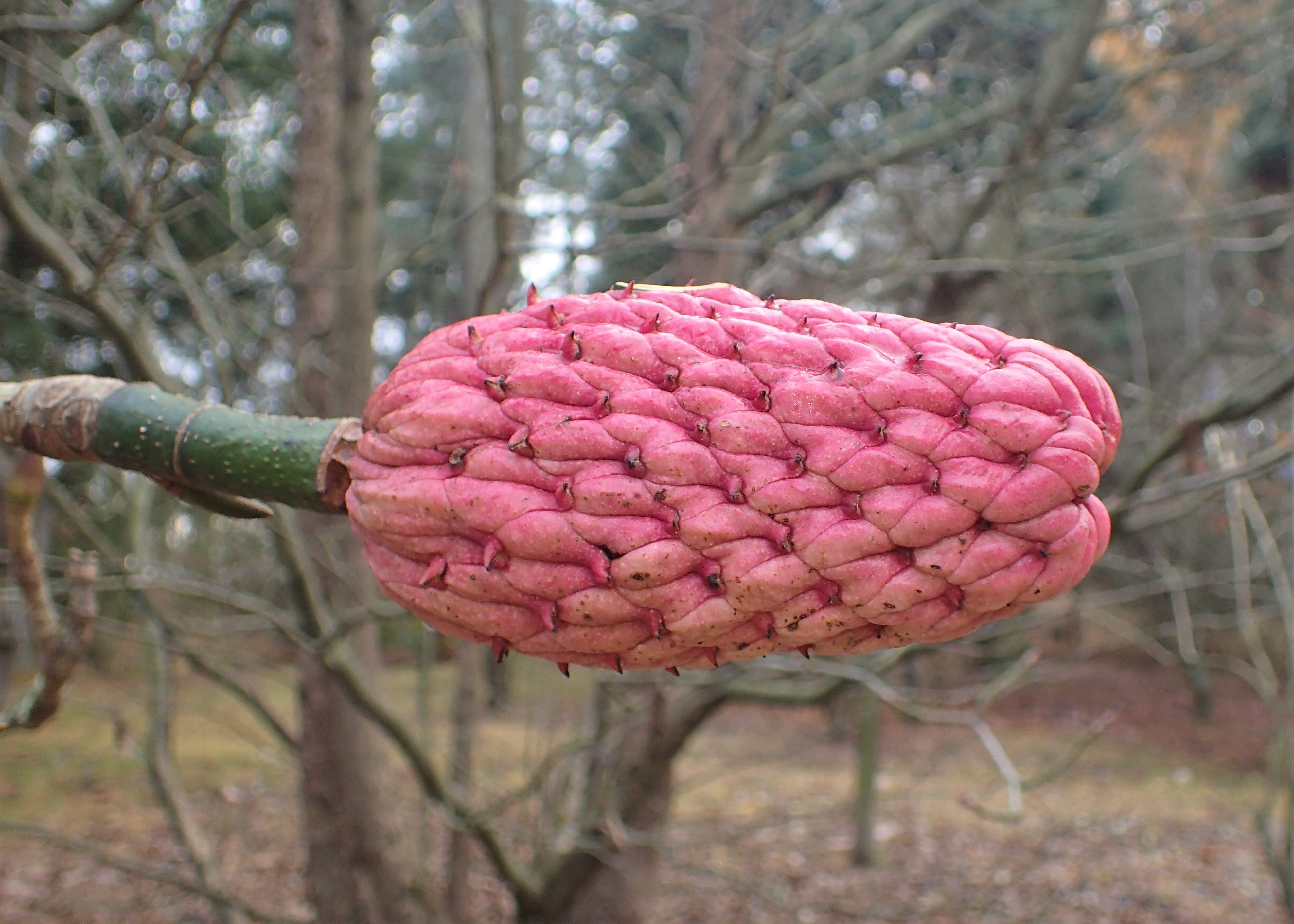 Magnolia-bark fruit identification view