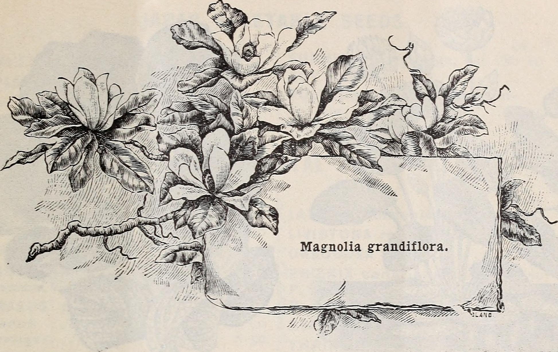 Magnolia-bark leaf identification view
