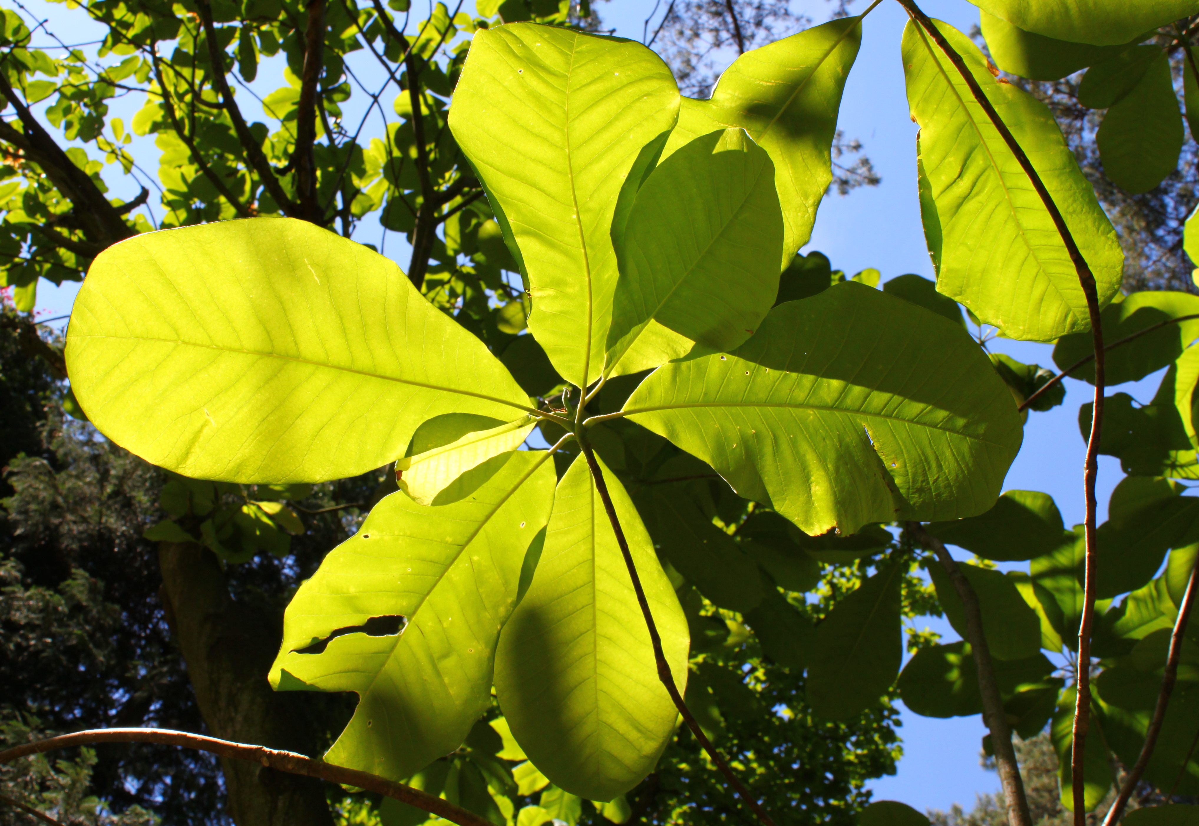 Magnolia-bark plant identification view
