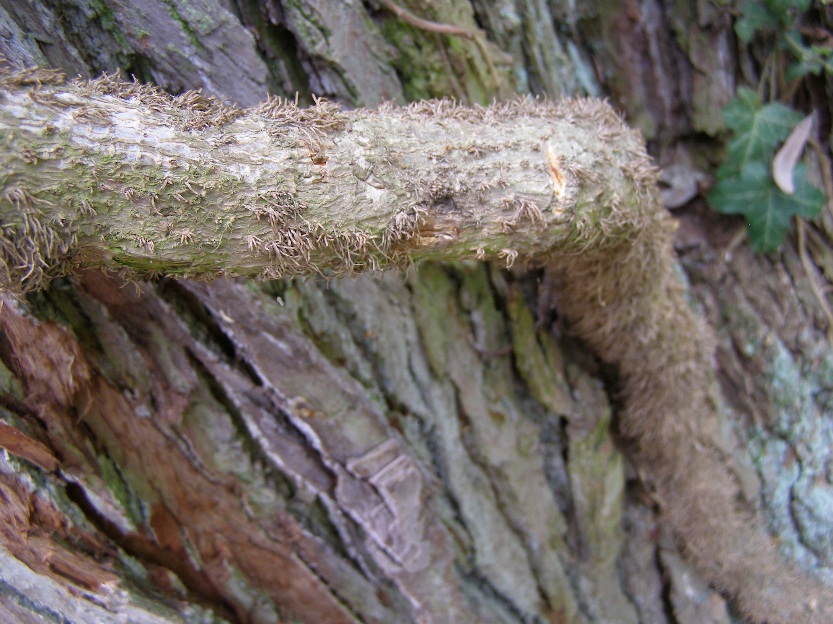 Magnolia-bark stem identification view