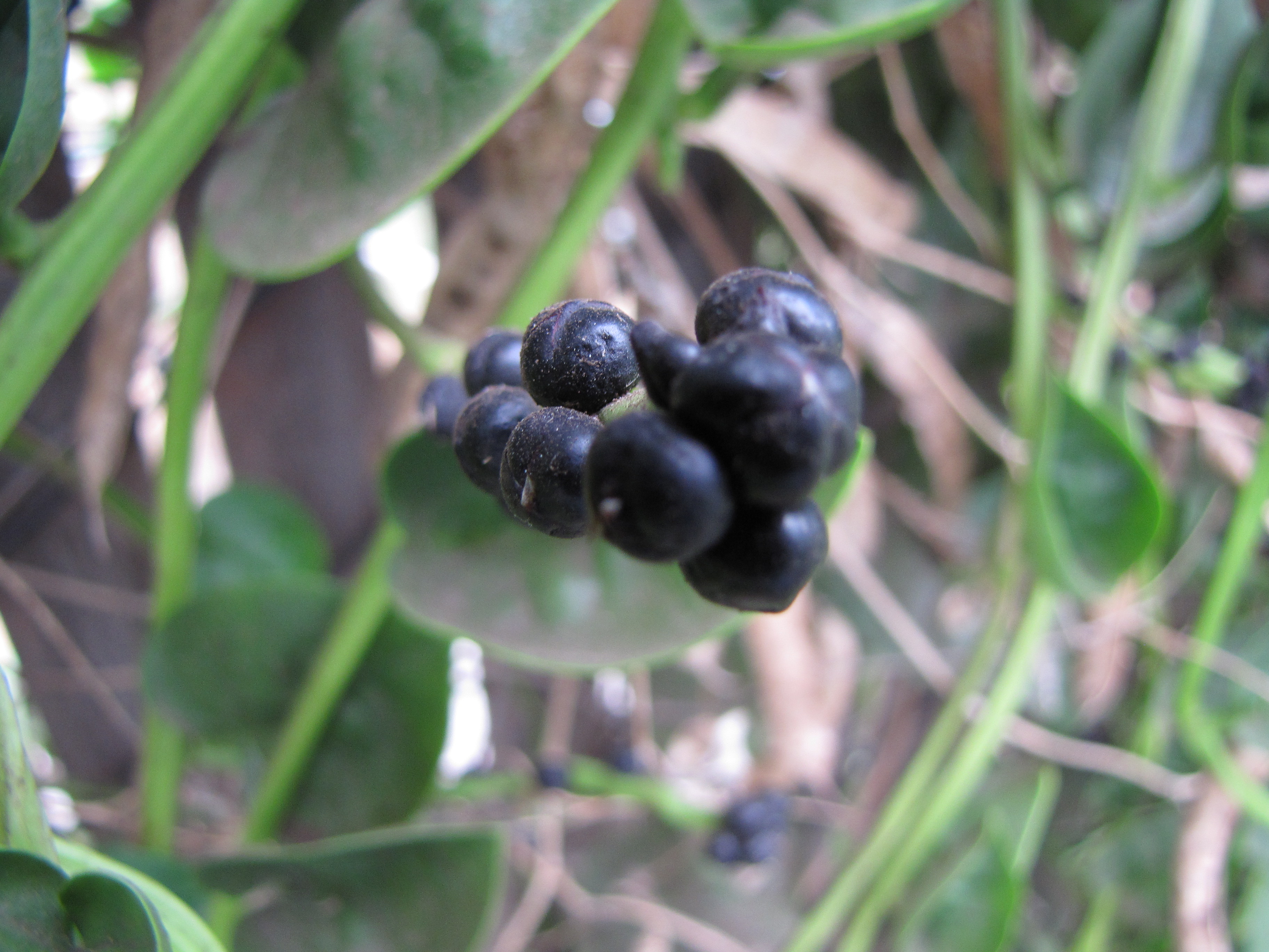 Malabar Spinach fruit identification view