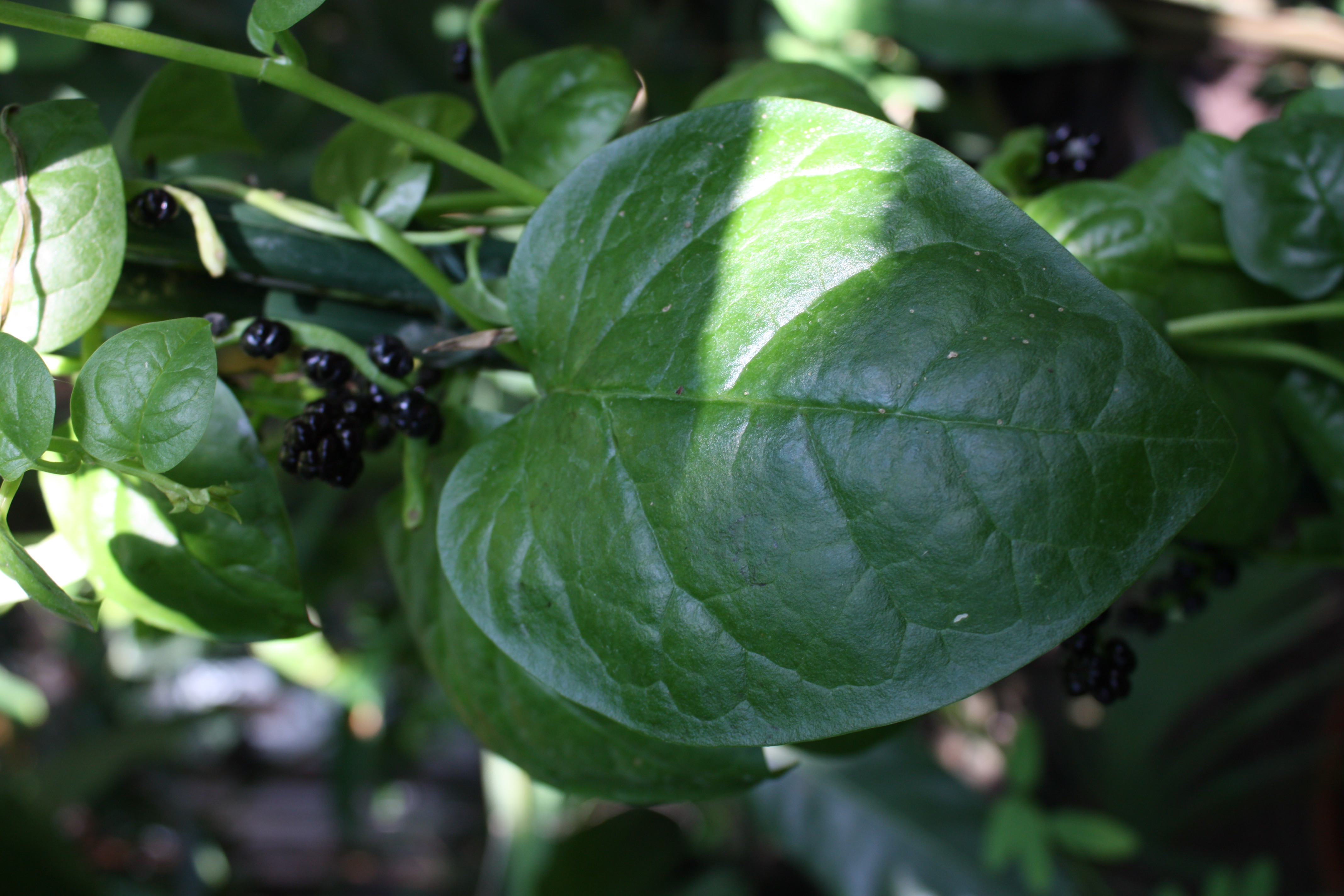 Malabar Spinach leaf identification view