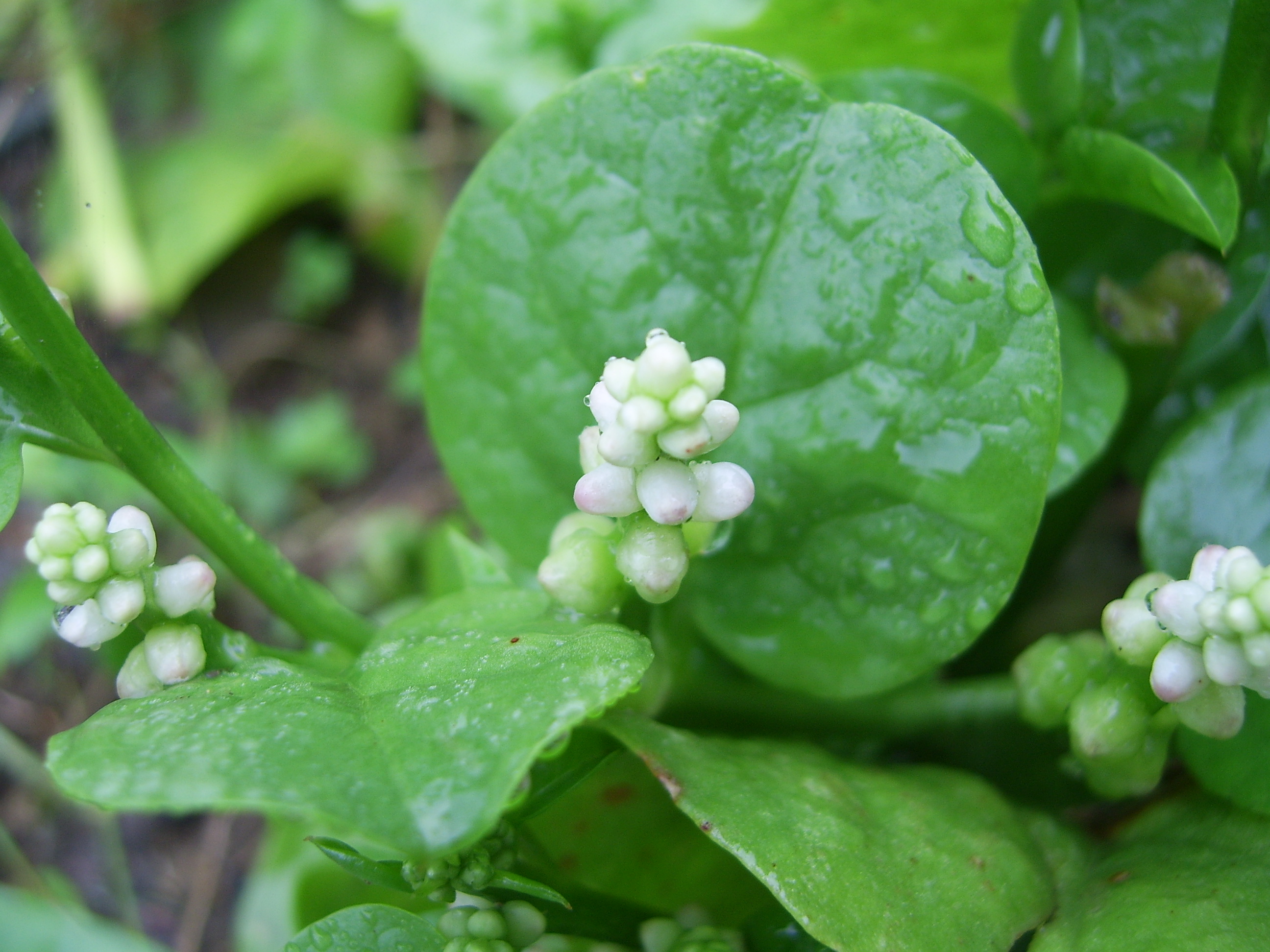 Malabar Spinach plant identification view