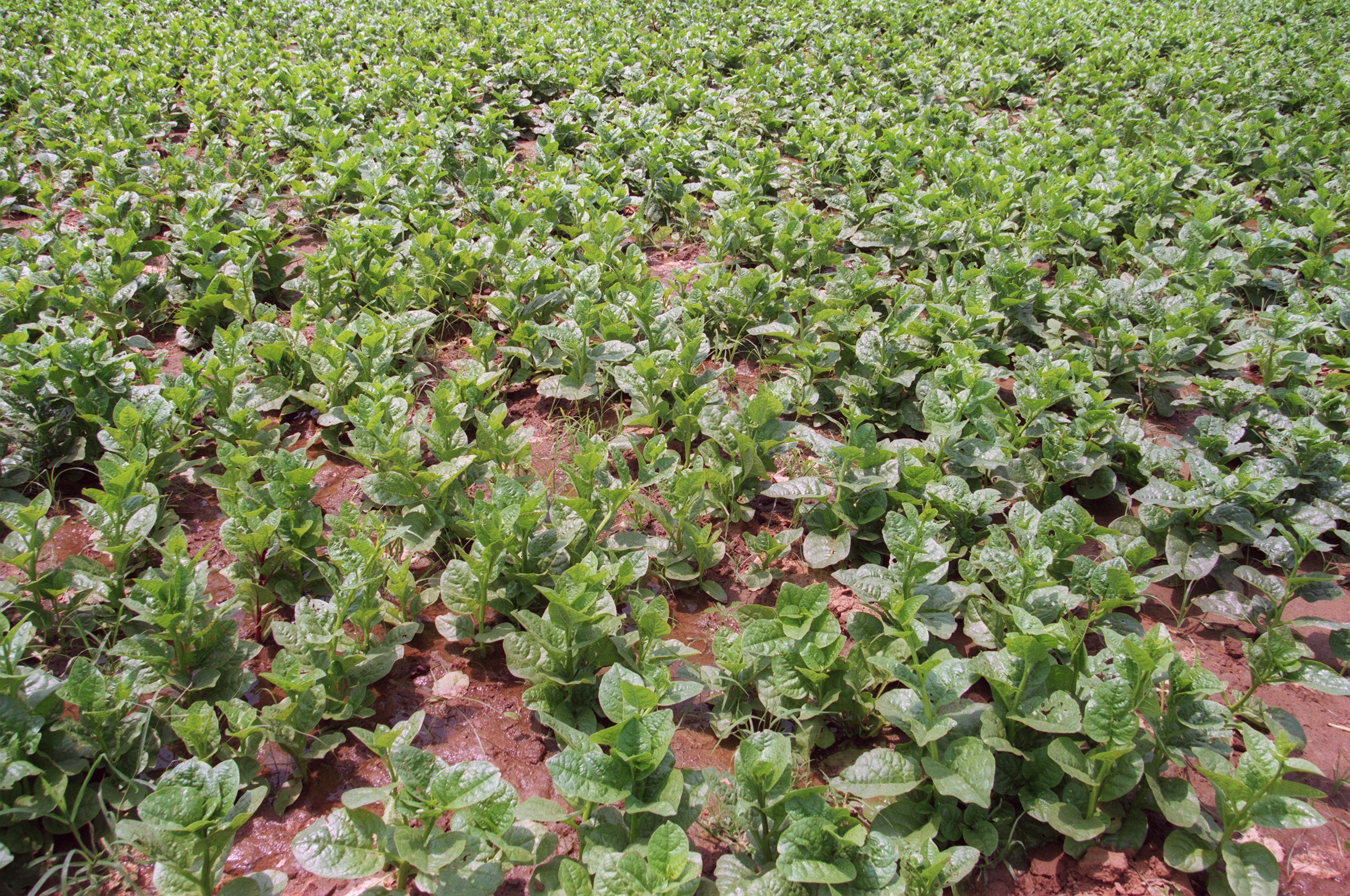 Malabar Spinach stem identification view