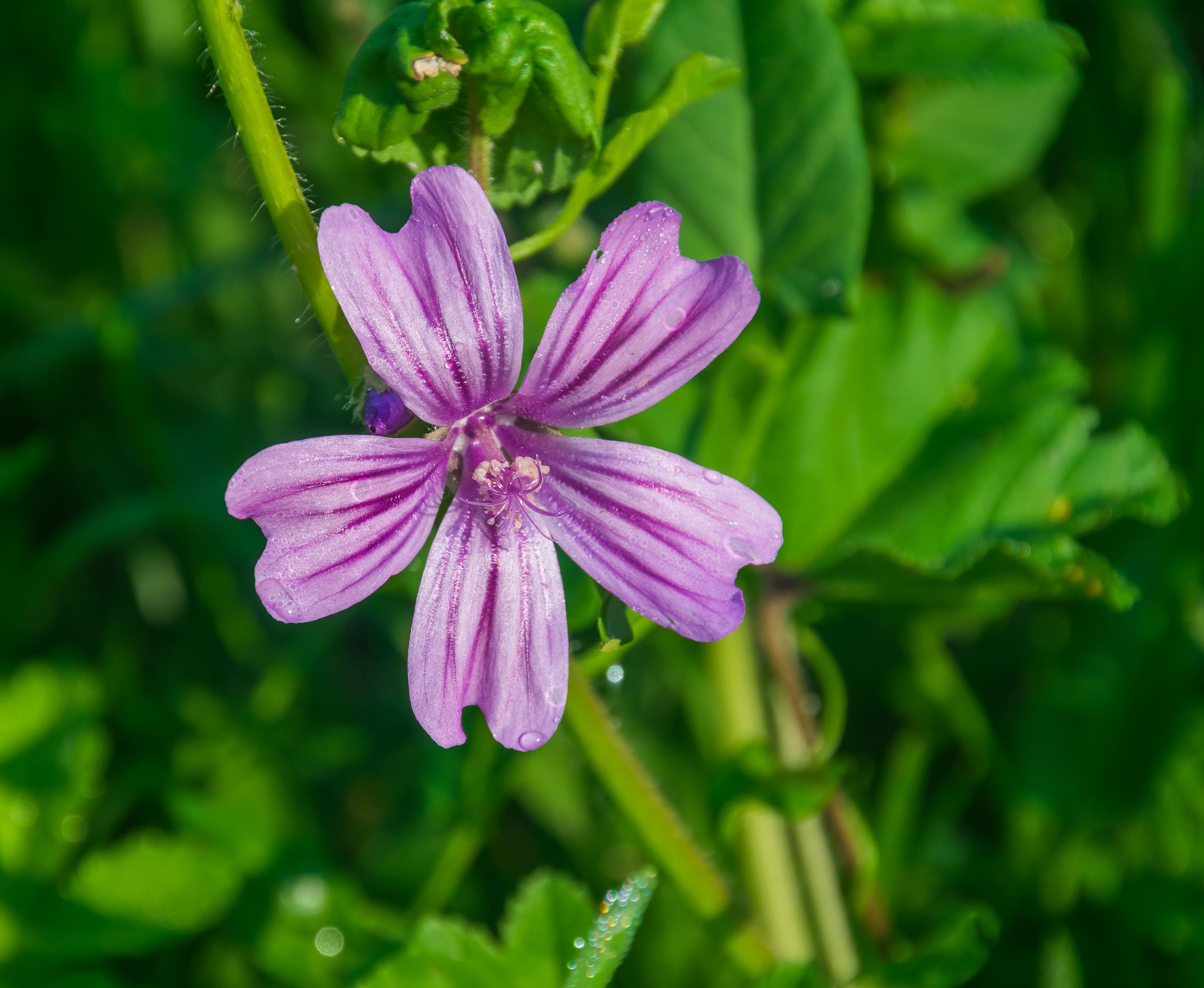 Mallow flower identification view
