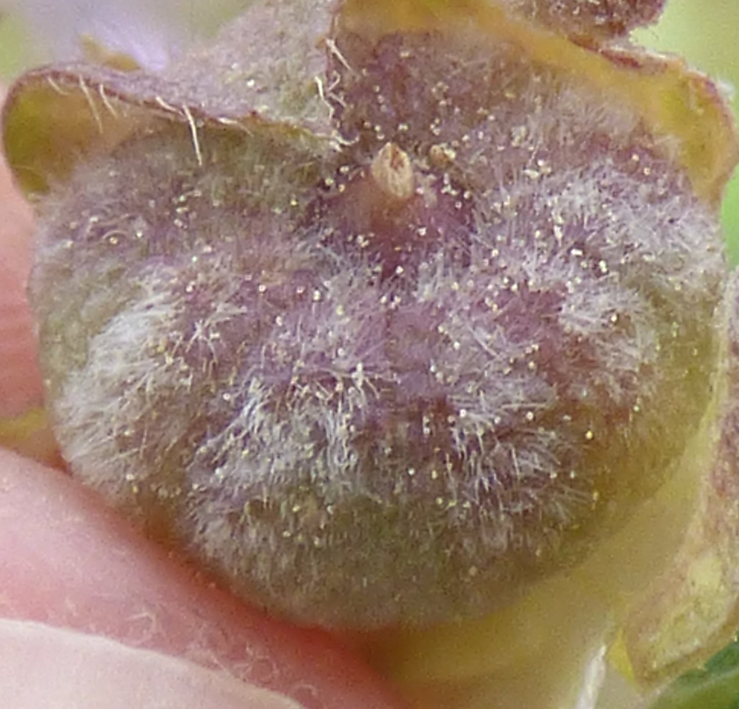 Mallow fruit identification view