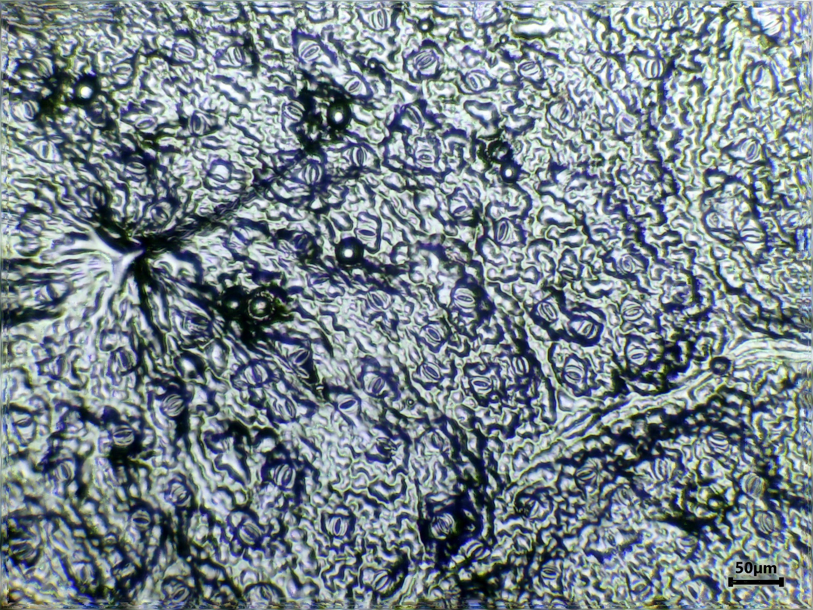 Mallow leaf identification view