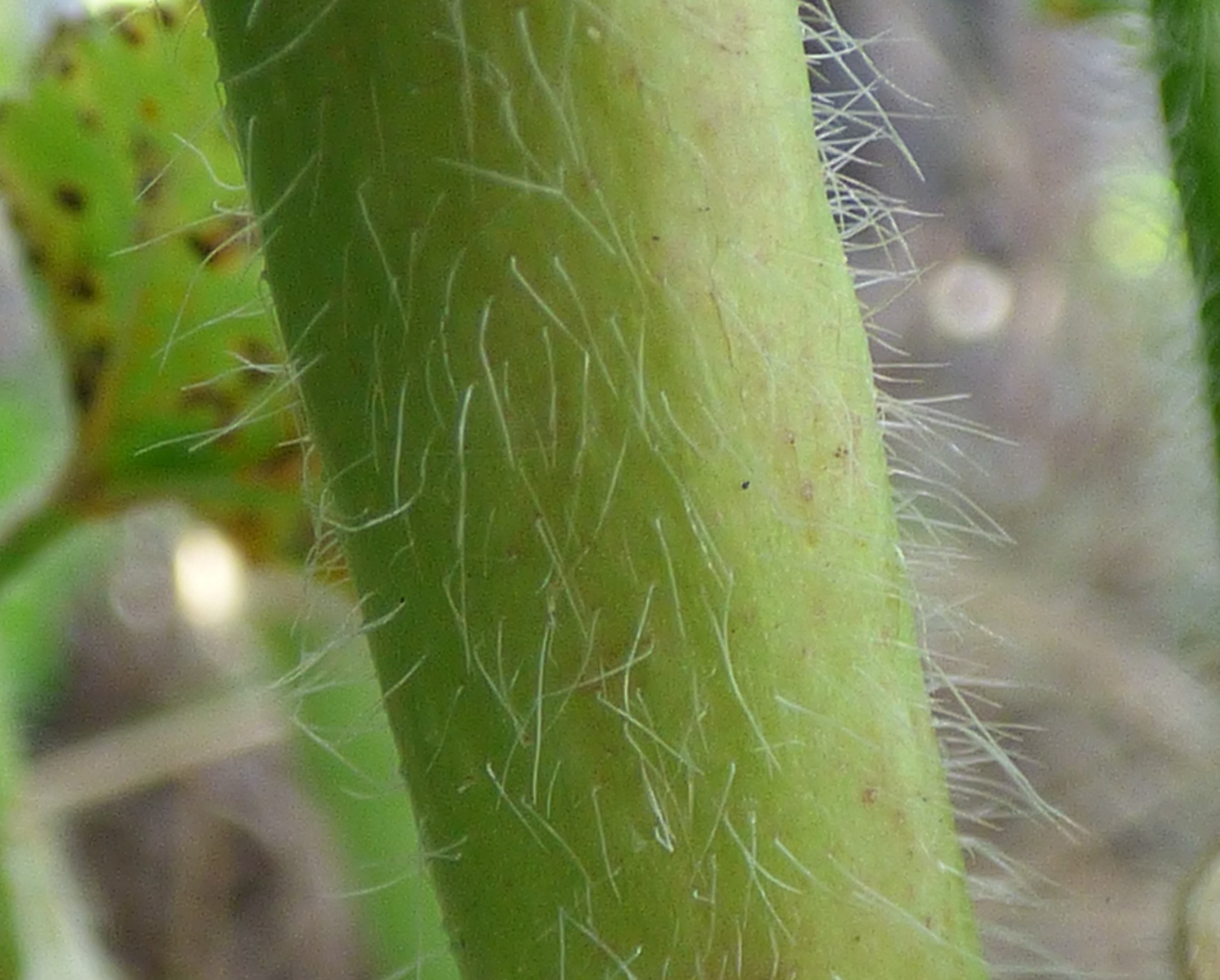 Mallow stem identification view