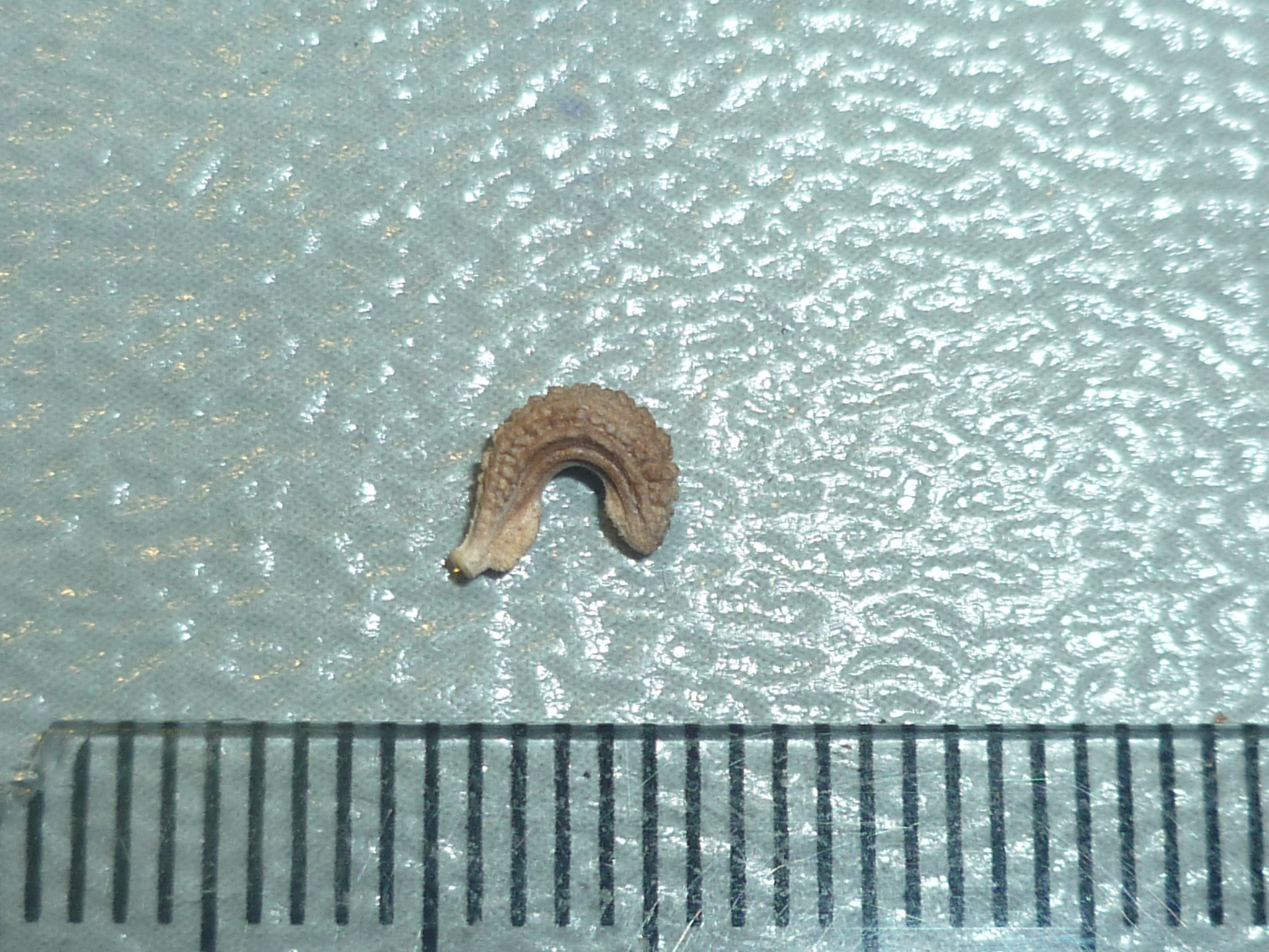 Marigold fruit identification view