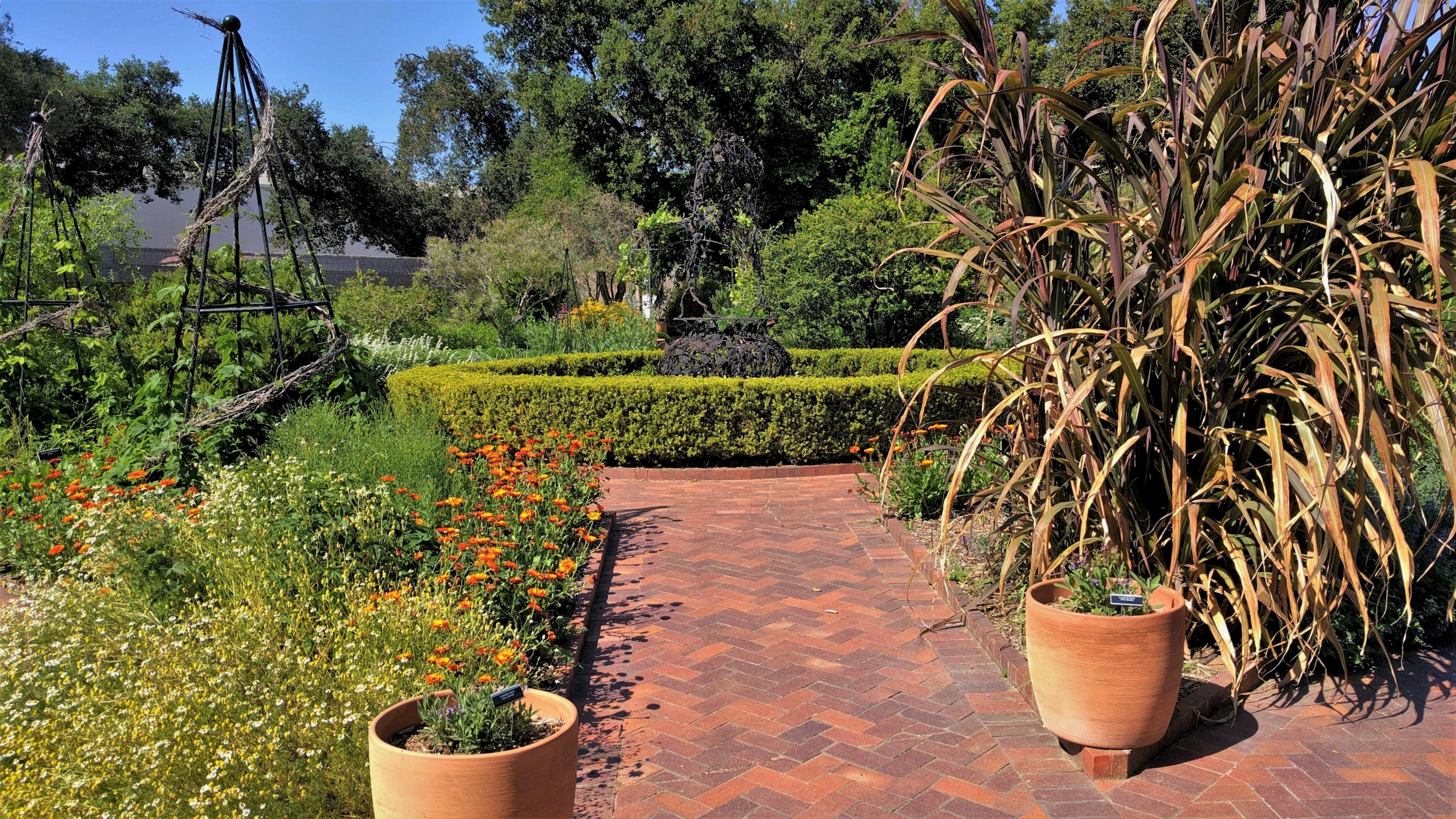 Marigold leaf identification view