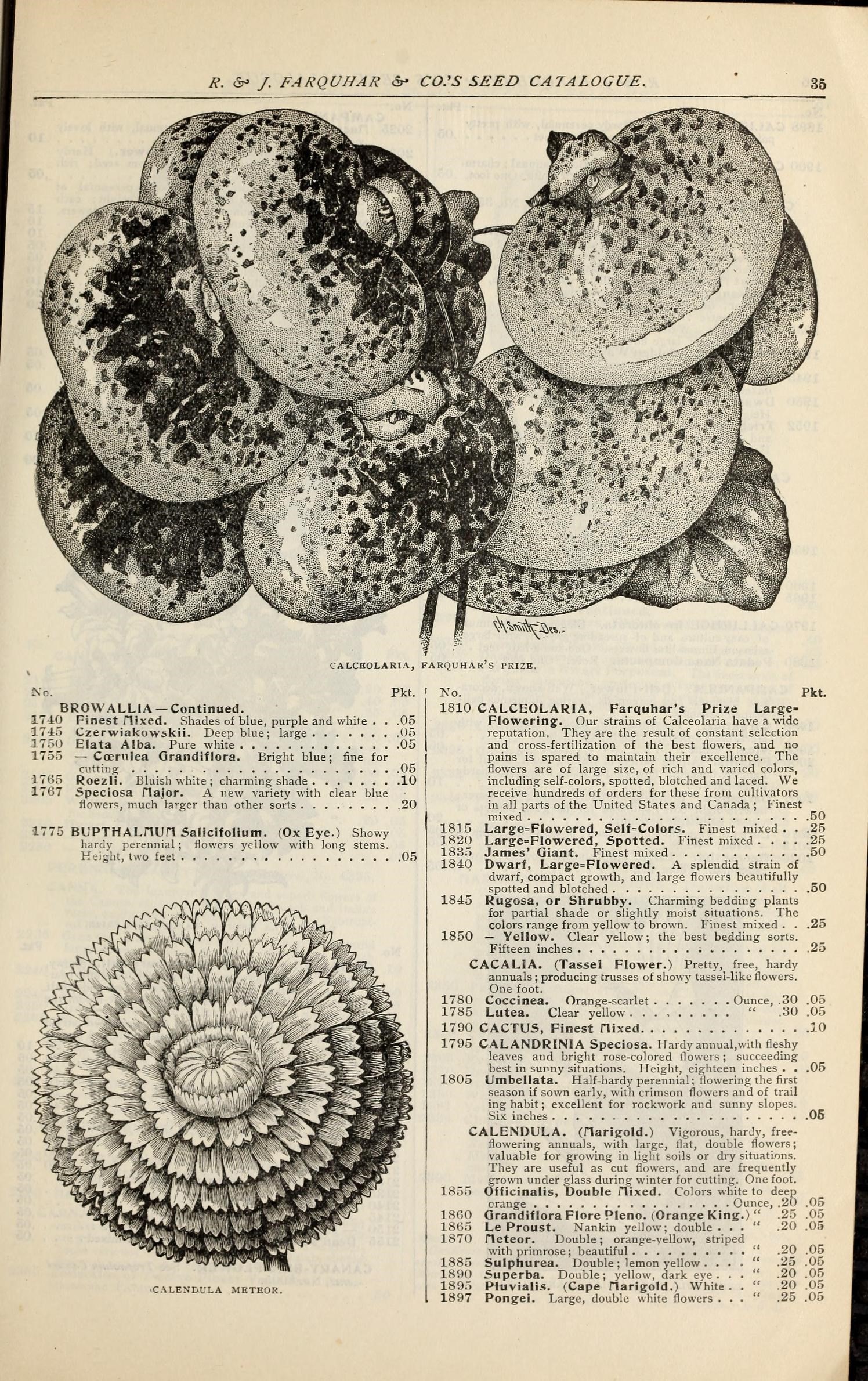 Marigold stem identification view