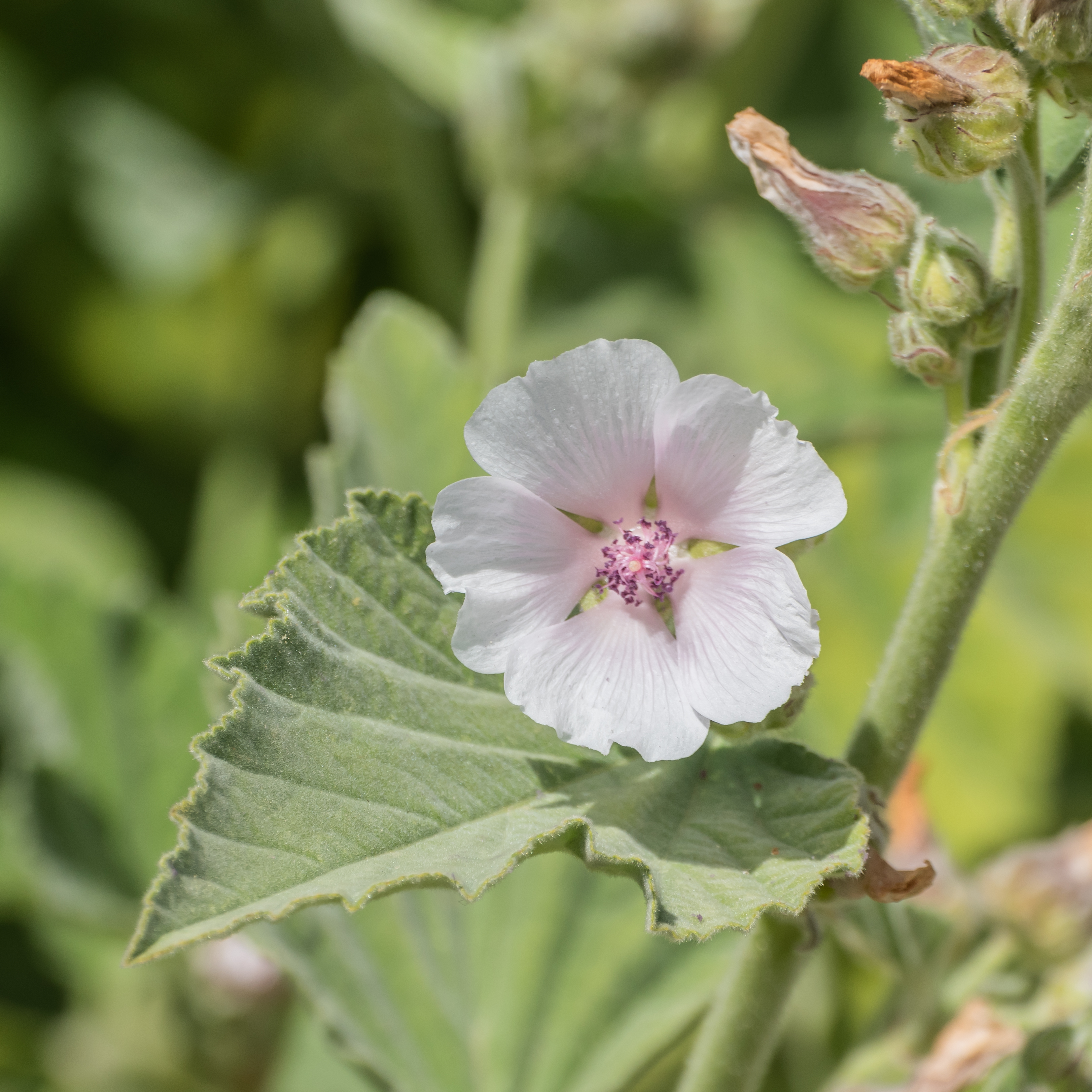 Marsh-mallow flower identification view