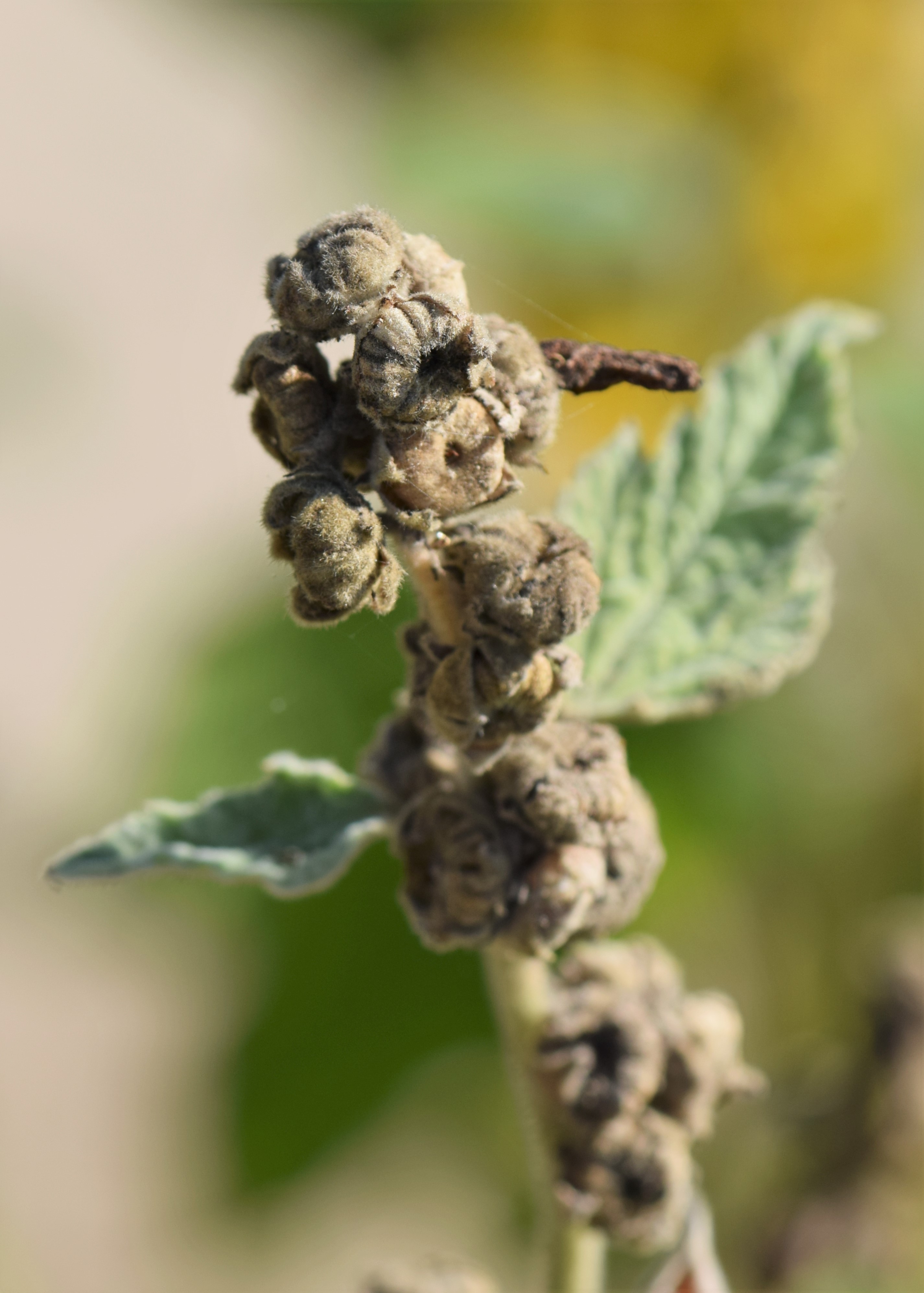 Marsh-mallow fruit identification view
