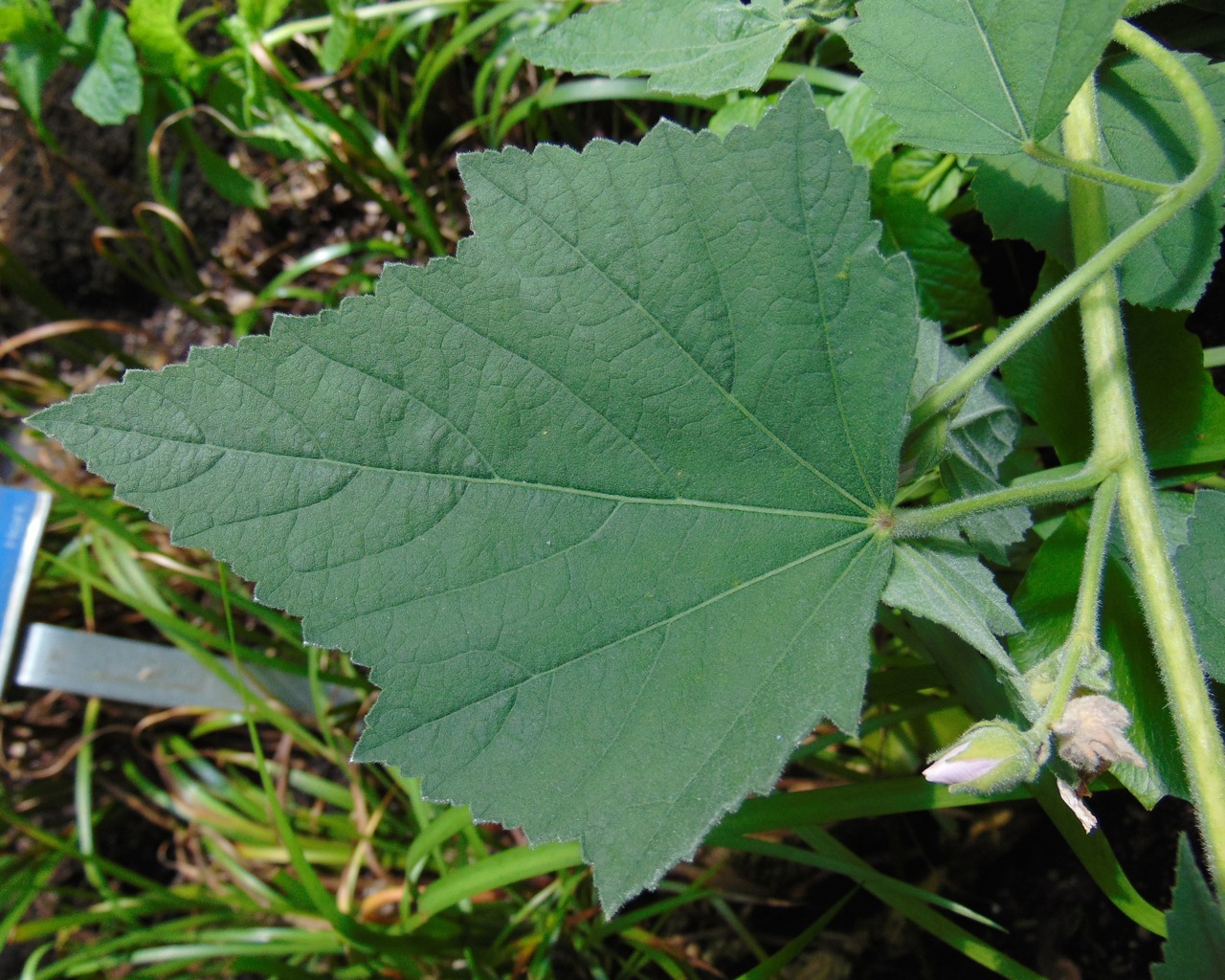 Marsh-mallow leaf identification view