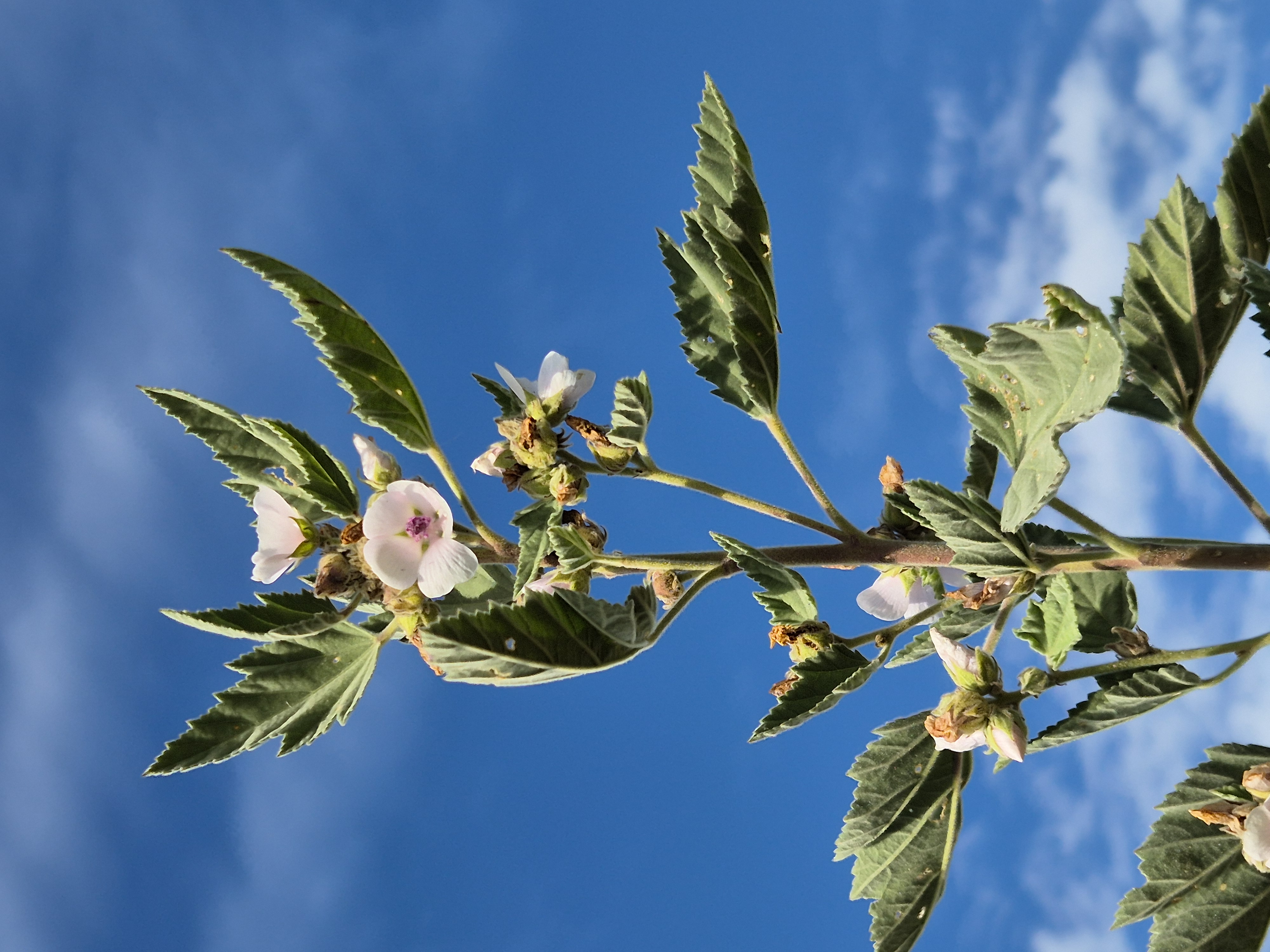 Marsh-mallow stem identification view
