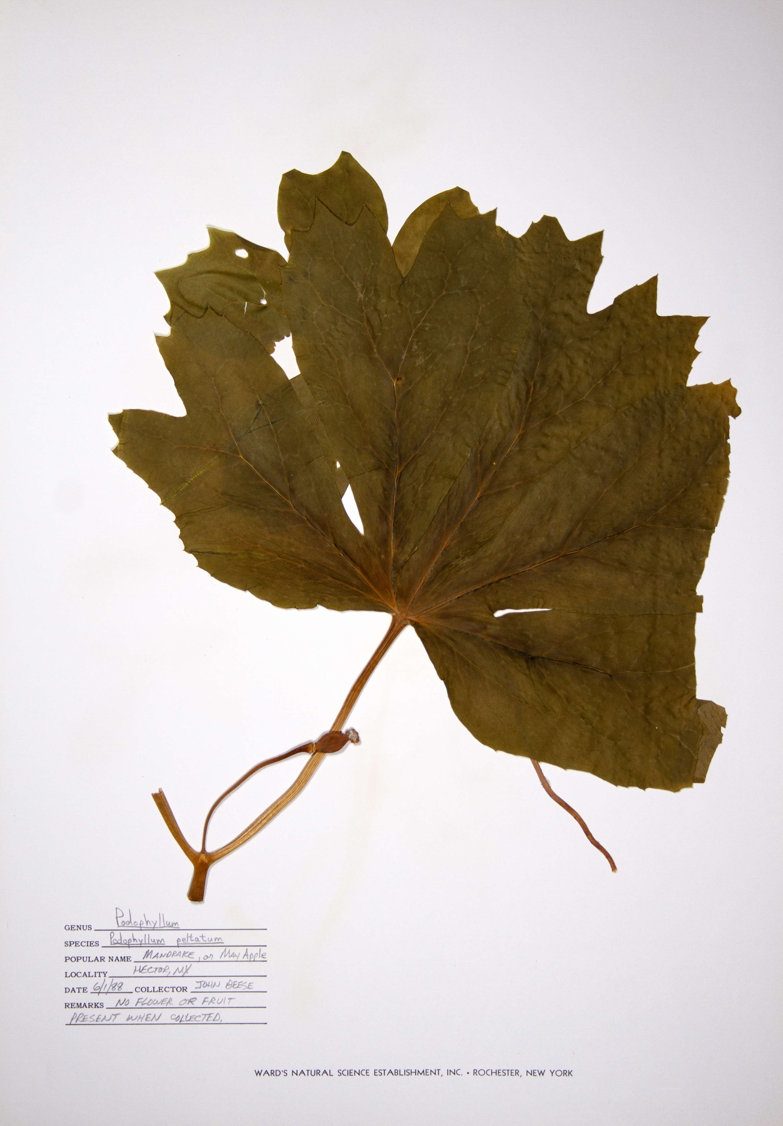Mayapple fruit identification view