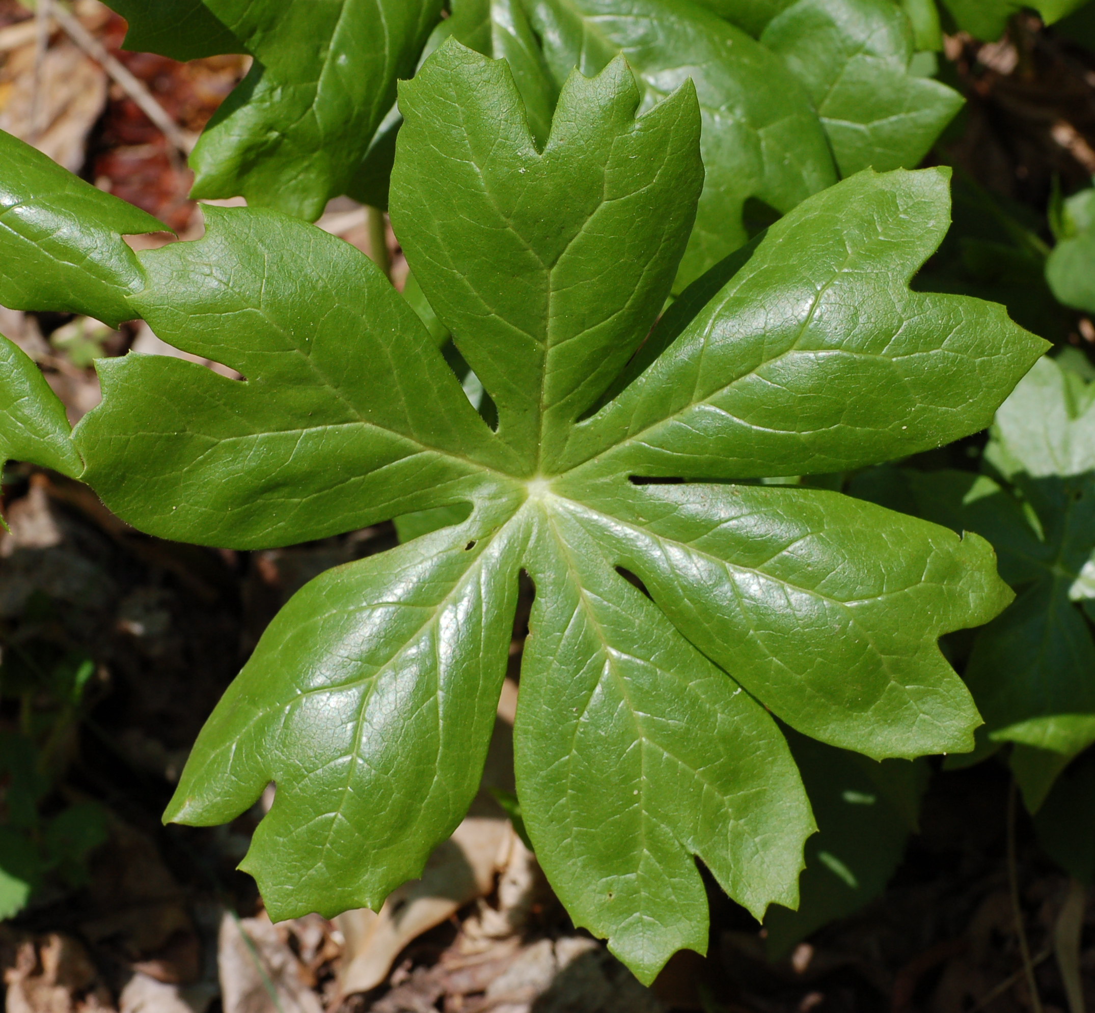 Mayapple leaf identification view