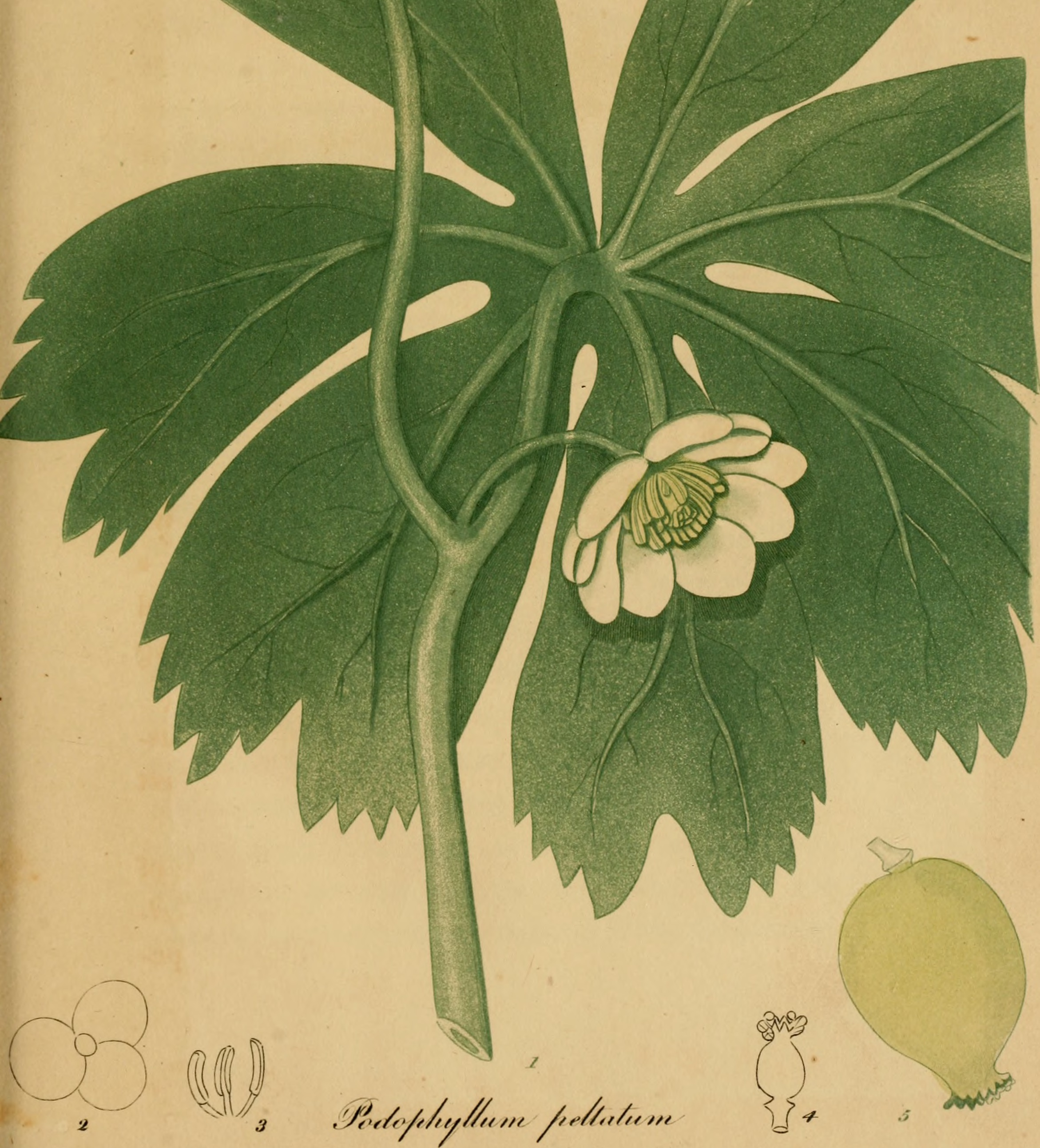 Mayapple stem identification view