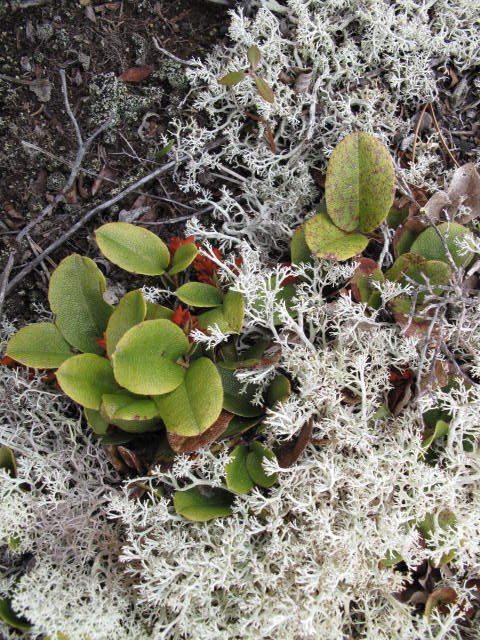 mayflower fruit identification view