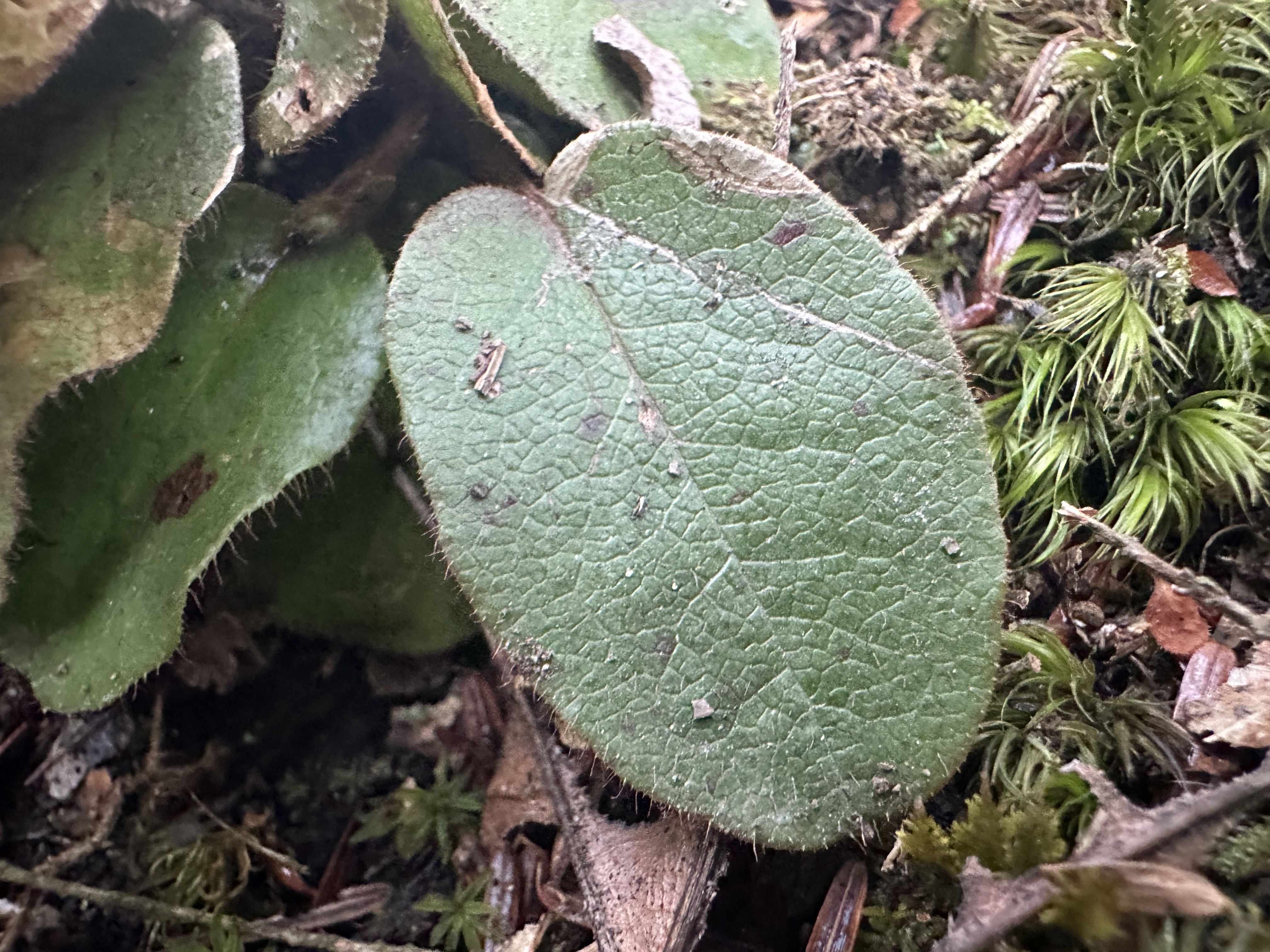 mayflower leaf identification view