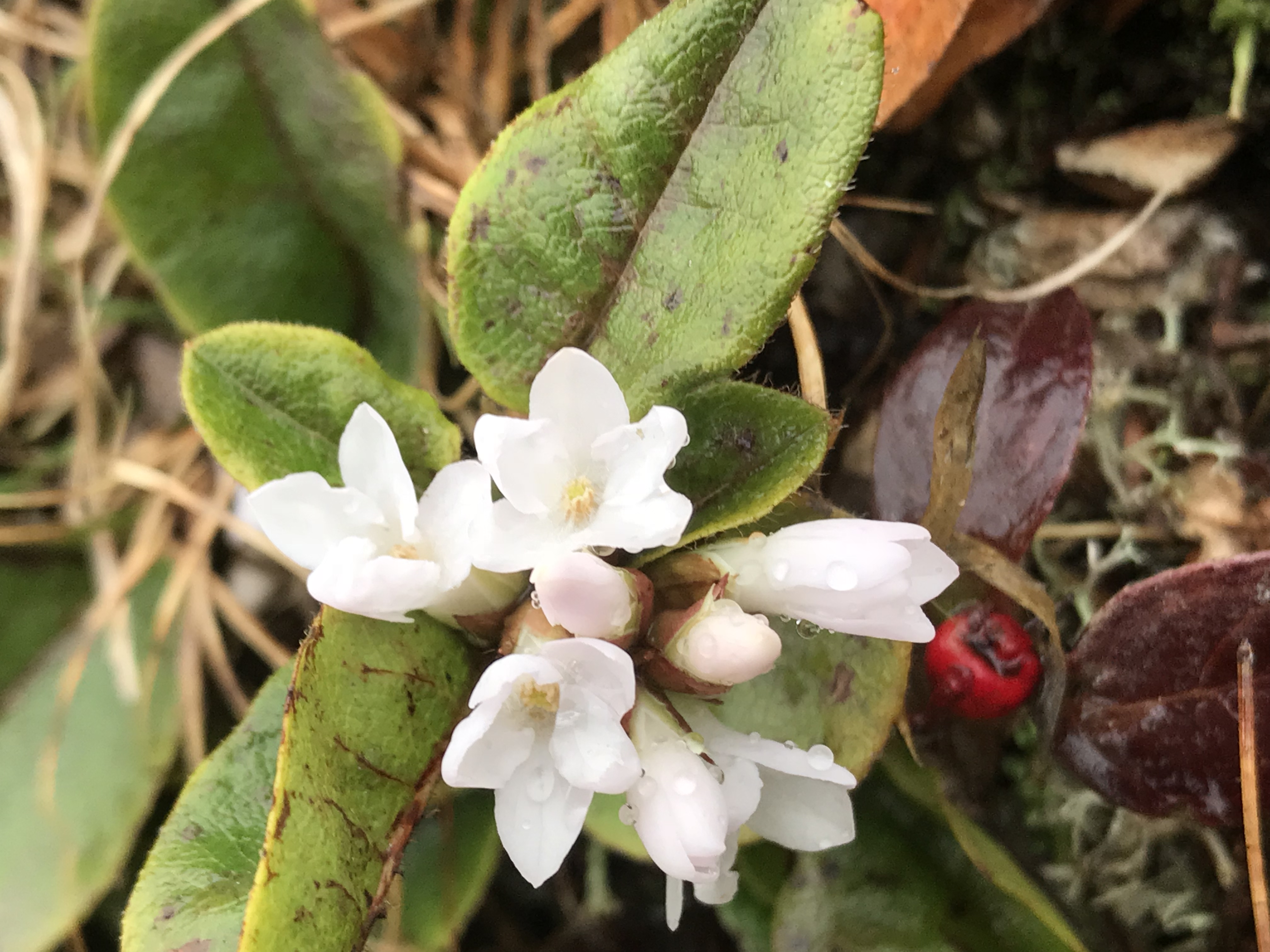 mayflower plant identification view