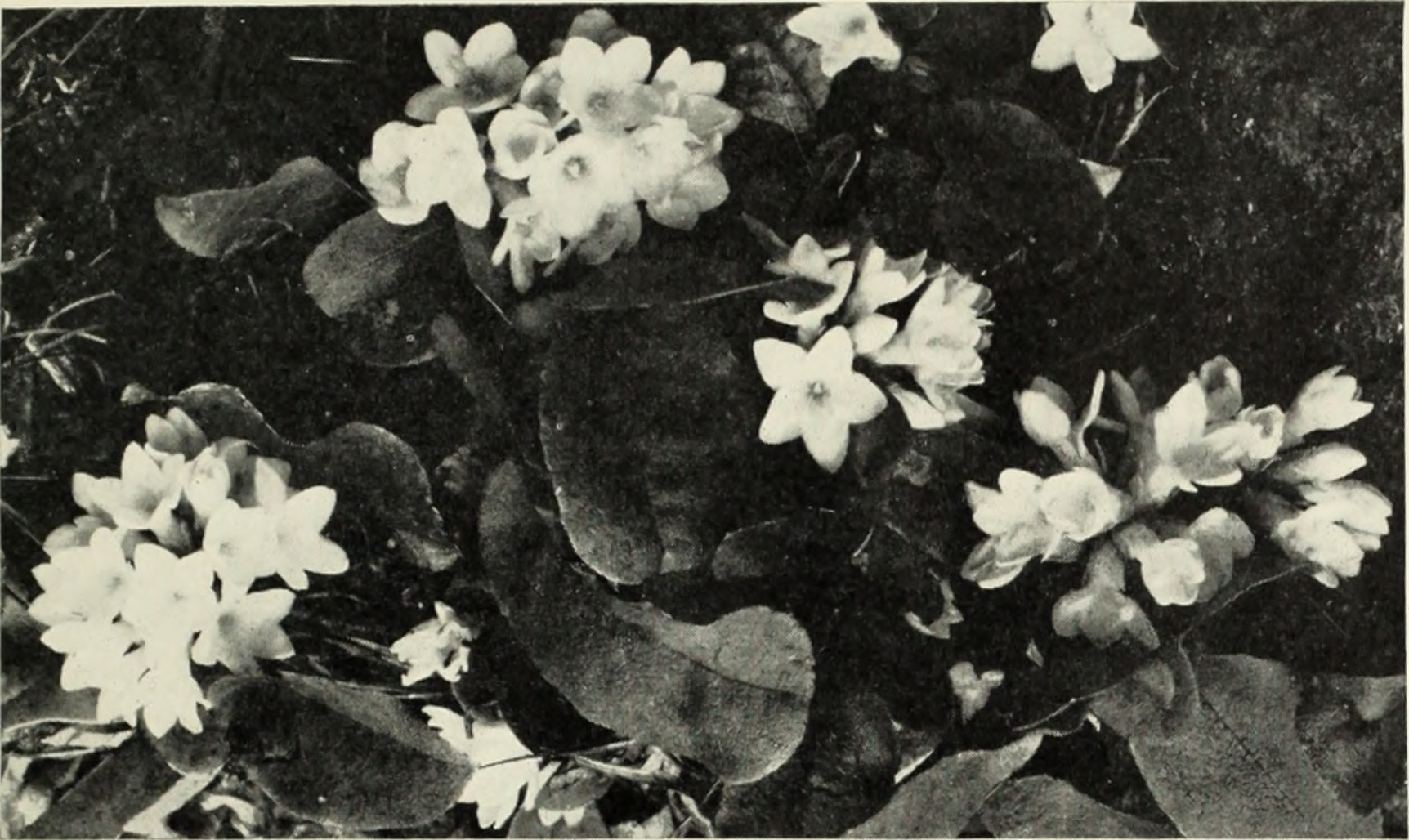 mayflower stem identification view