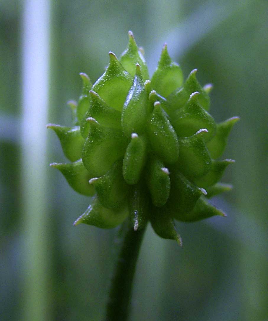 meadow buttercup fruit identification view