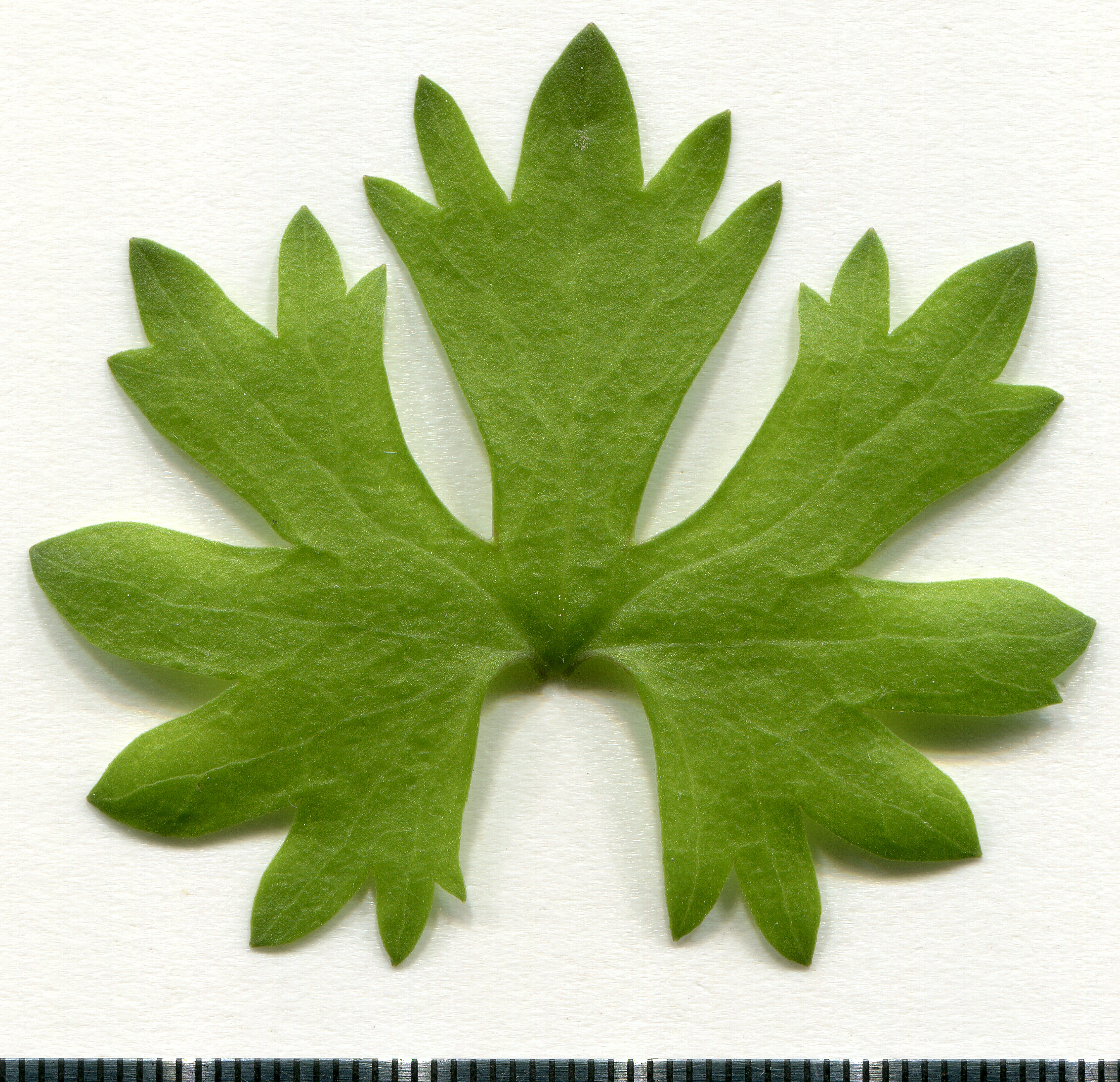 meadow buttercup leaf identification view