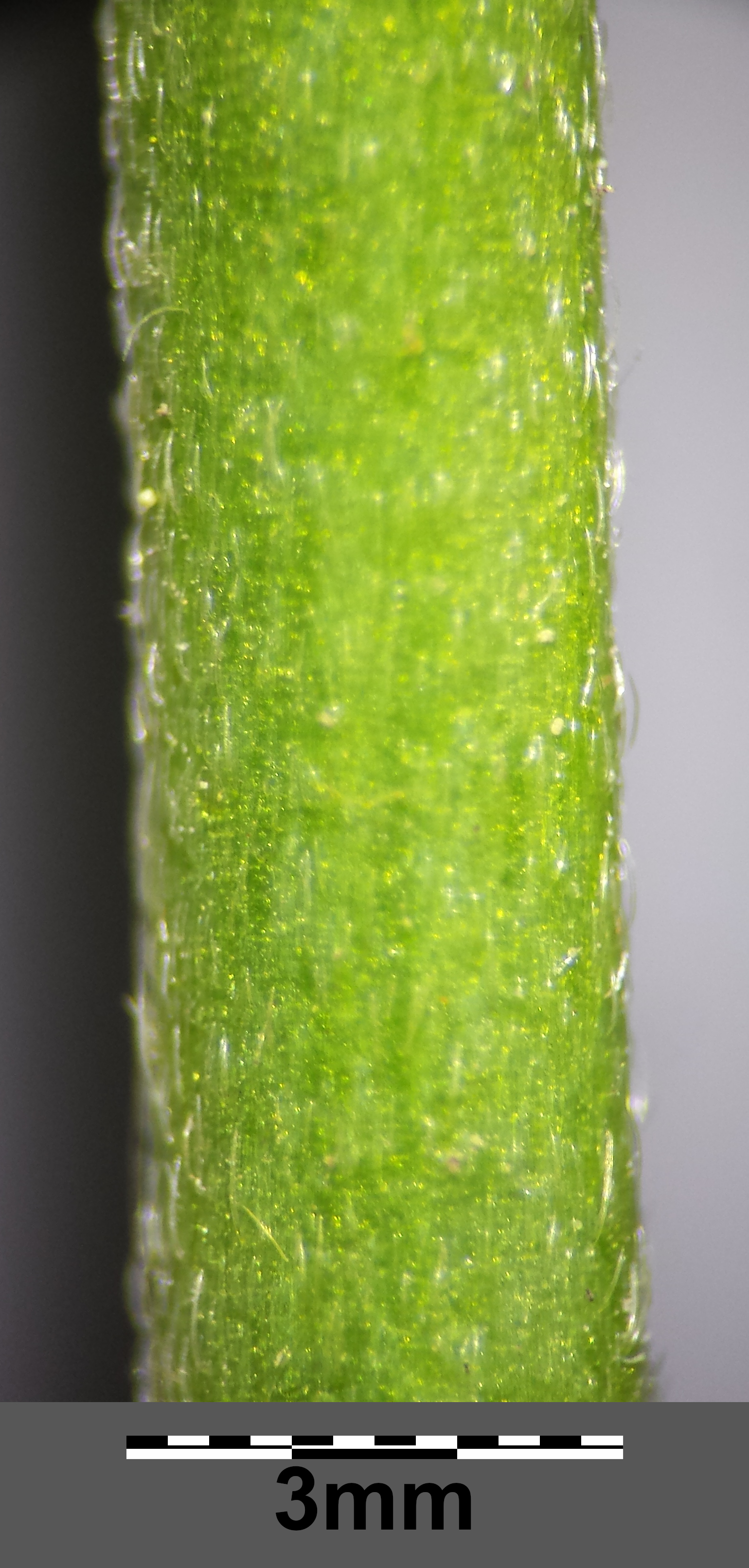 meadow buttercup stem identification view