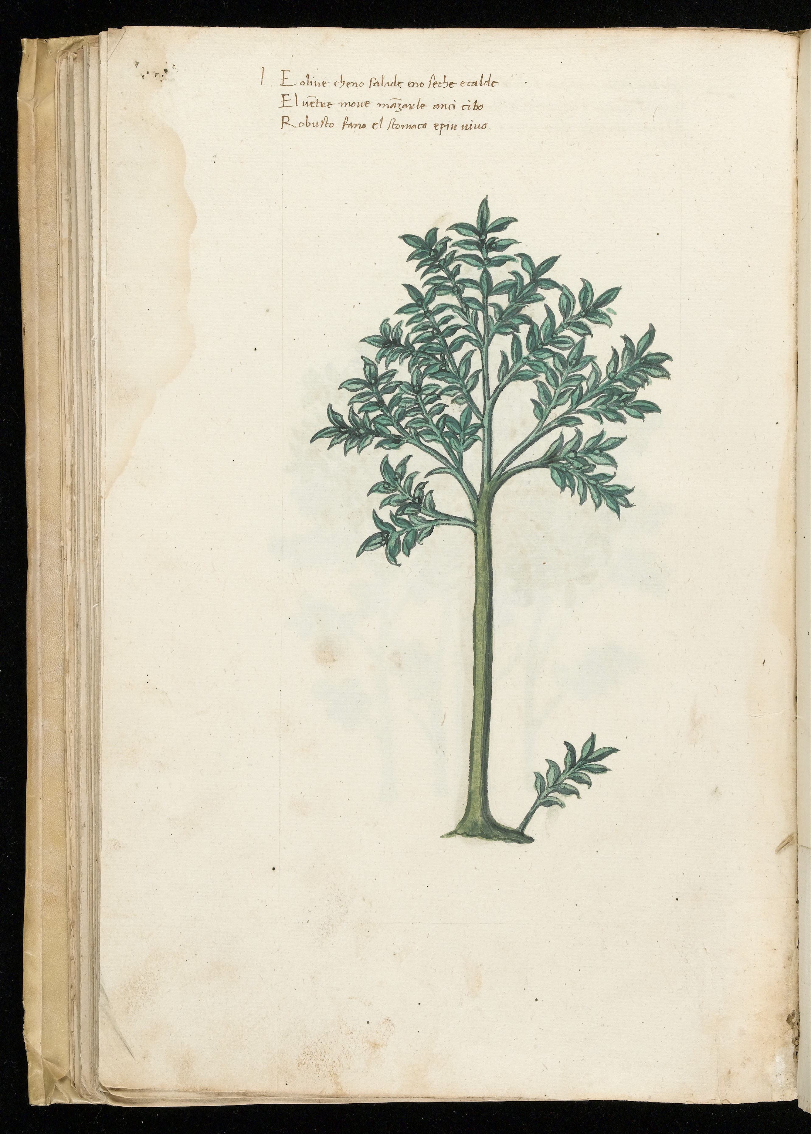 Medicinal plants leaf identification view