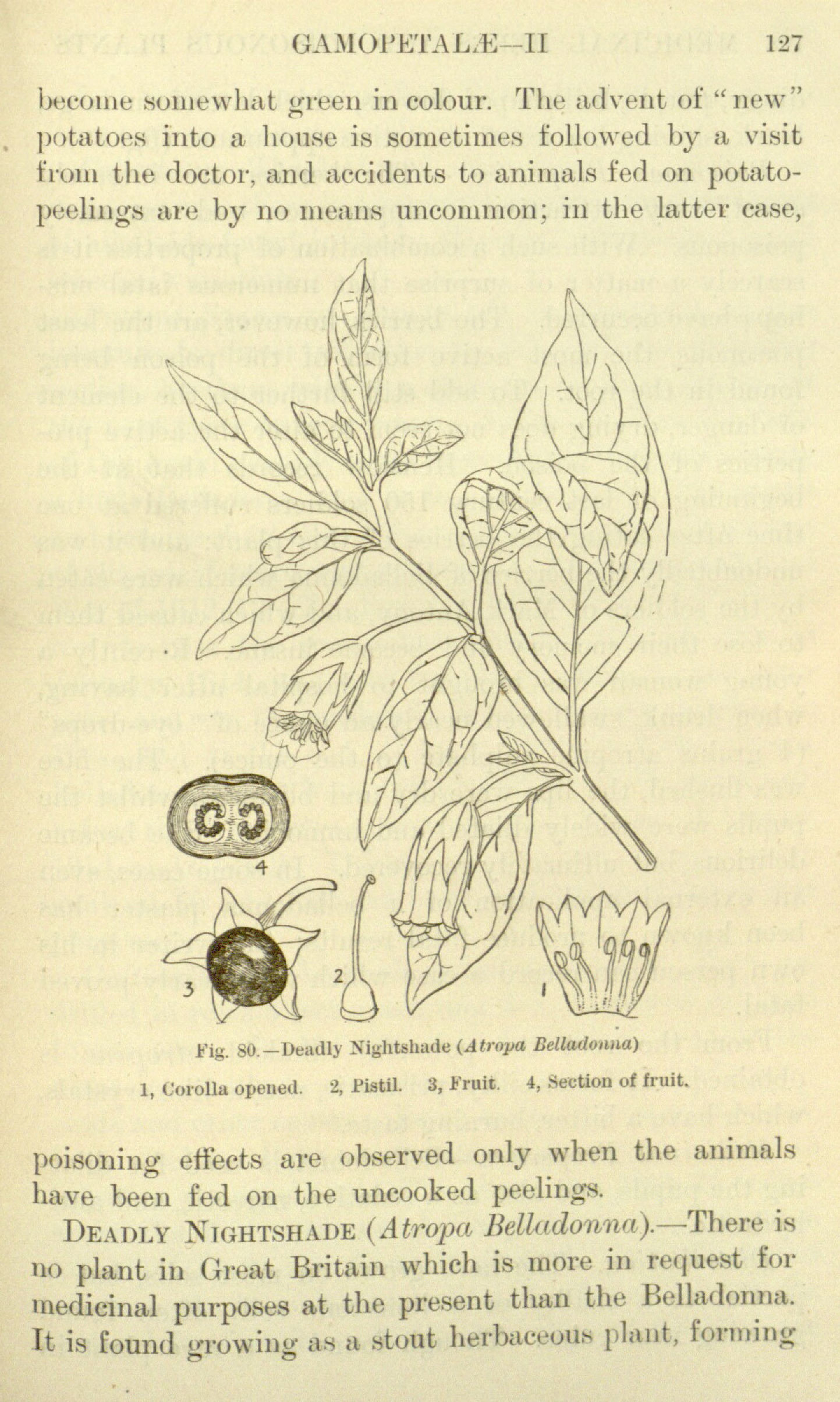Medicinal plants plant identification view