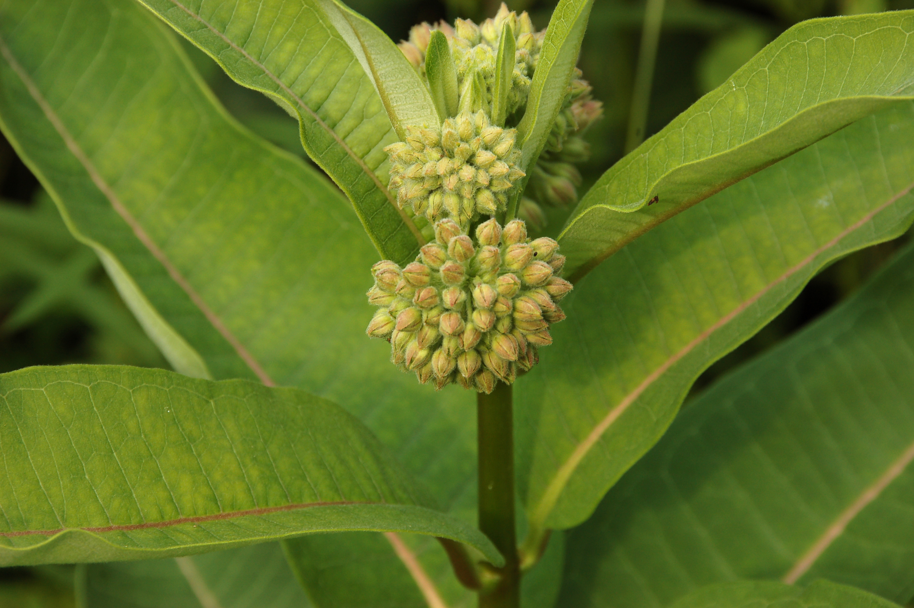 Common Milkweed flower identification view