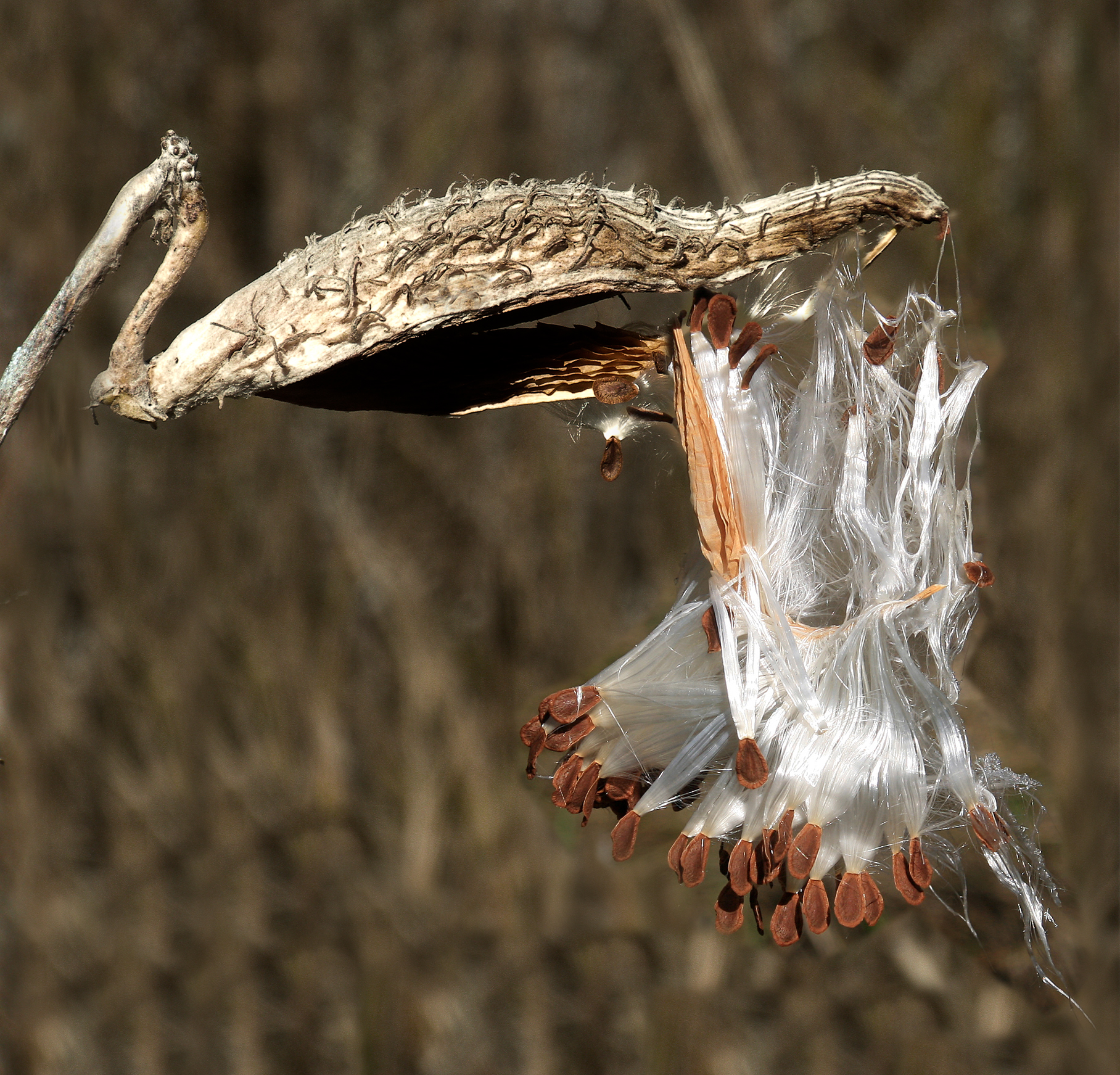 Common Milkweed fruit identification view