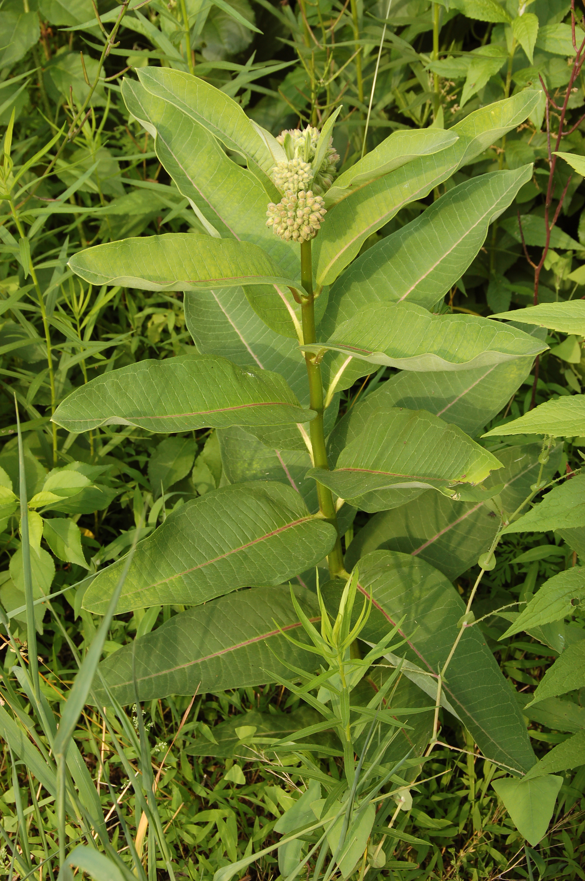 Common Milkweed plant identification view