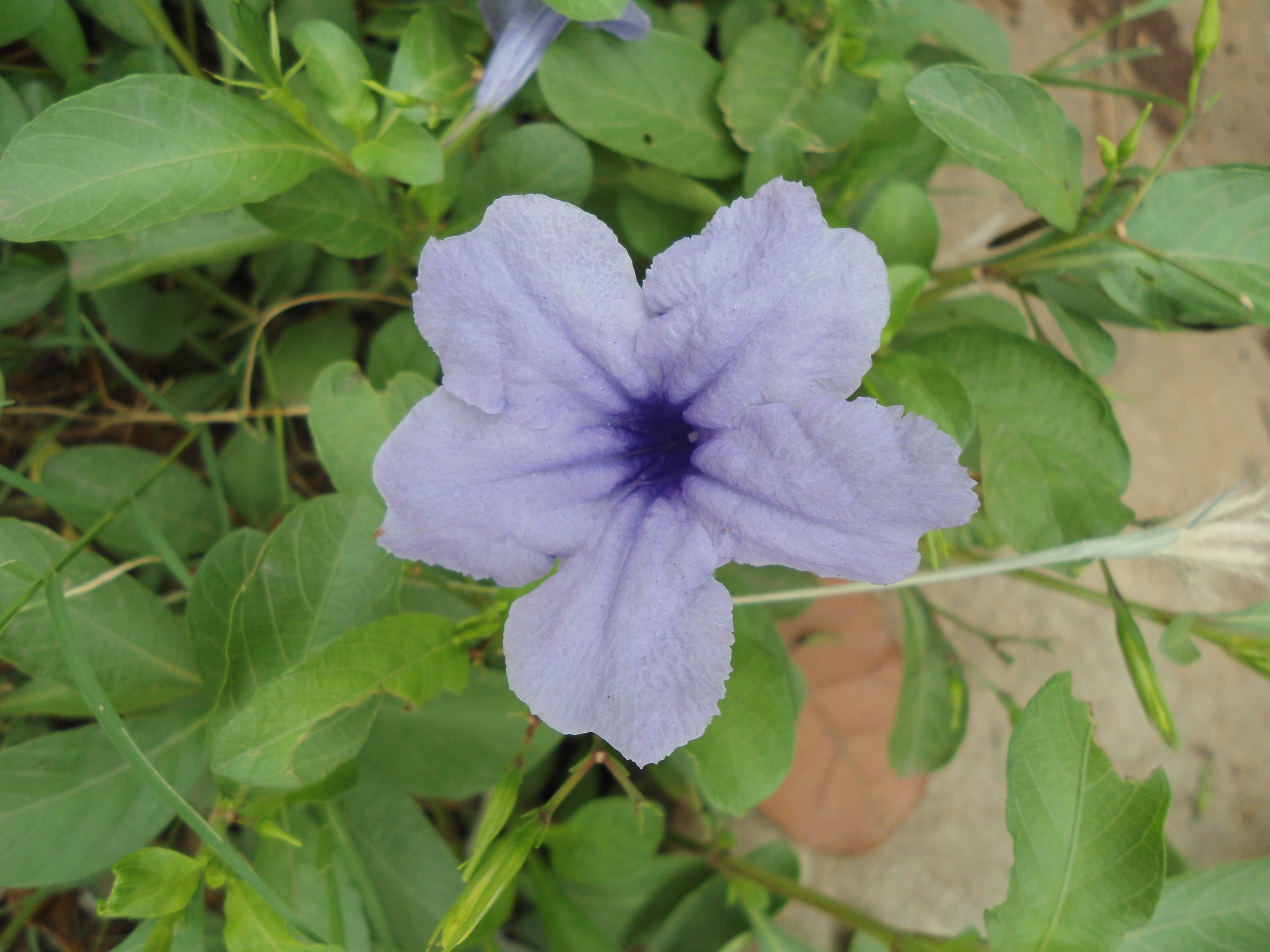 Minnieroot, fever root, snapdragon root flower identification view