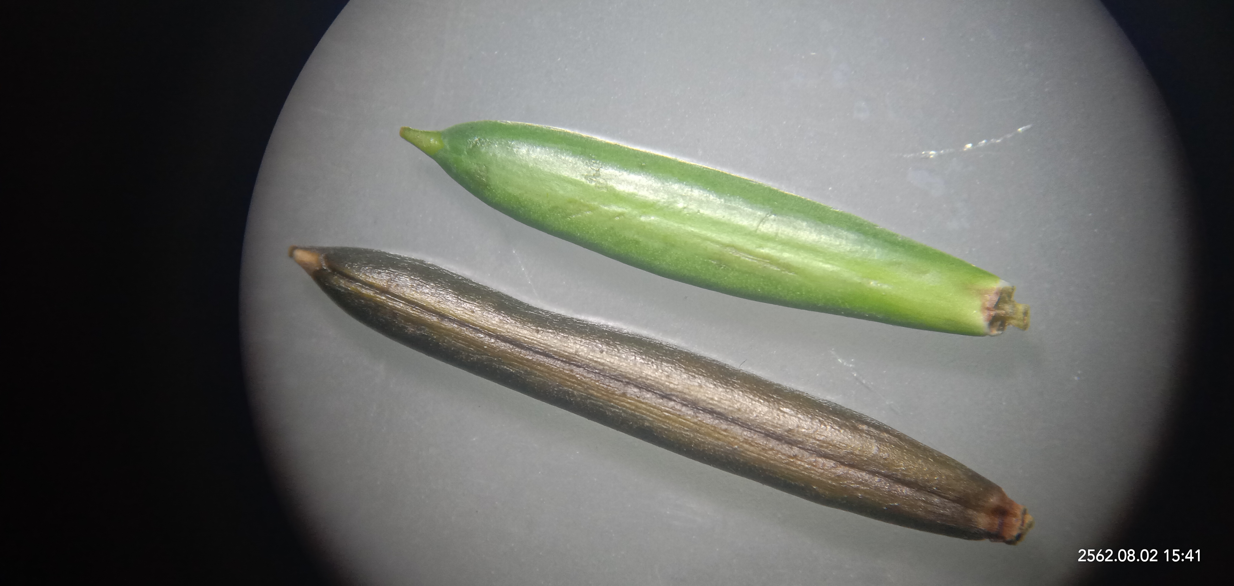 Minnieroot, fever root, snapdragon root fruit identification view